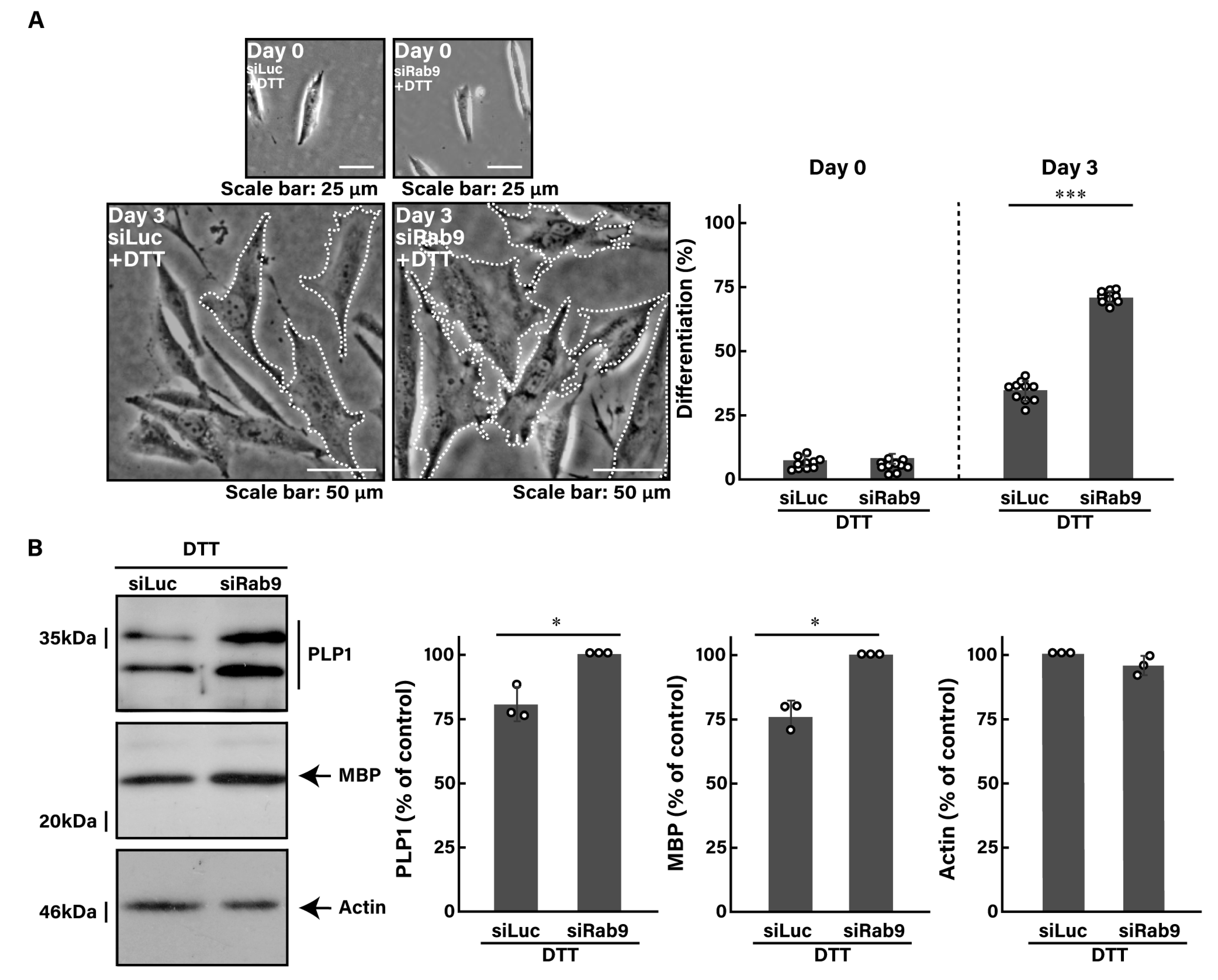 Pathophysiology 31 00032 g004