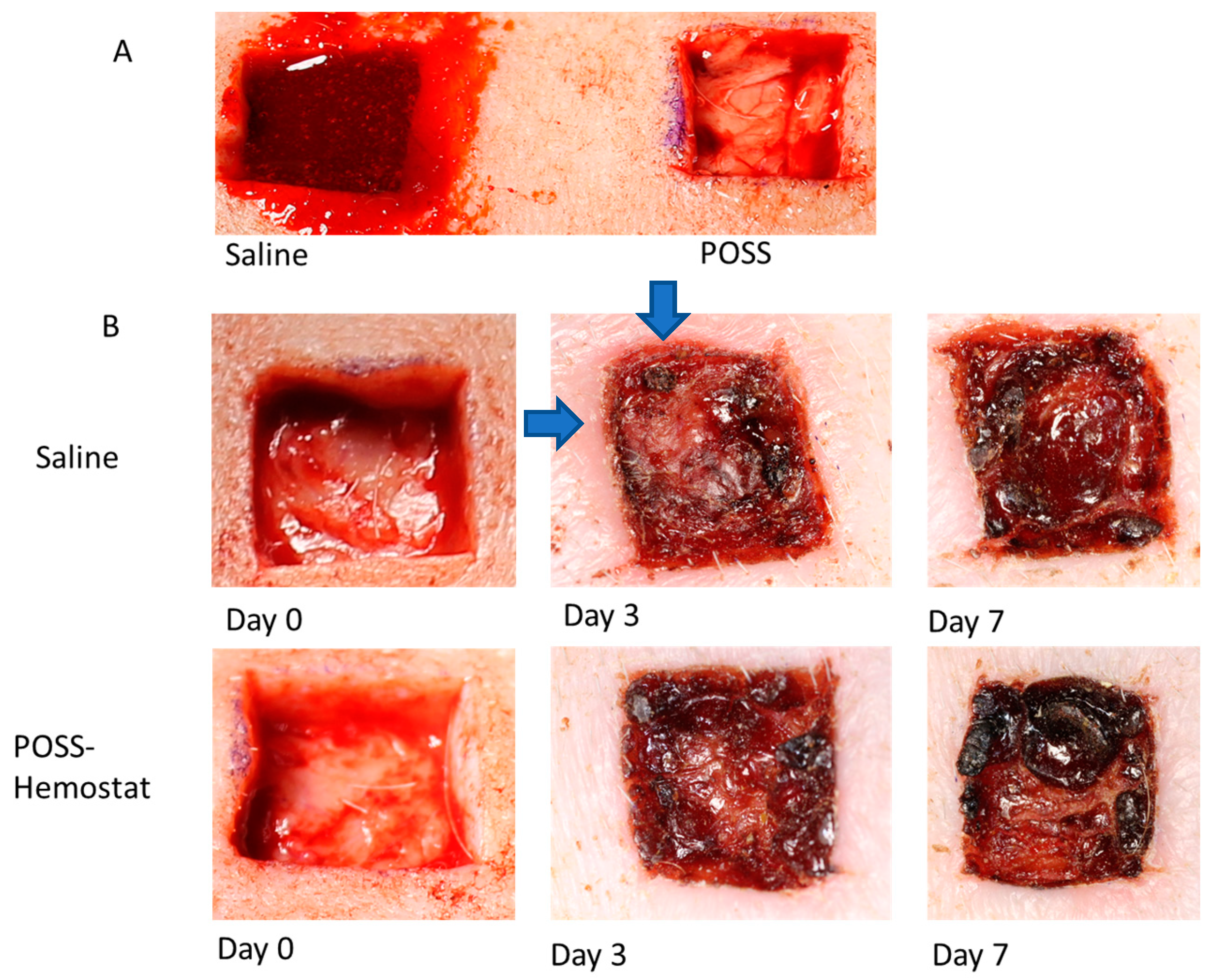 Pathophysiology 31 00034 g002