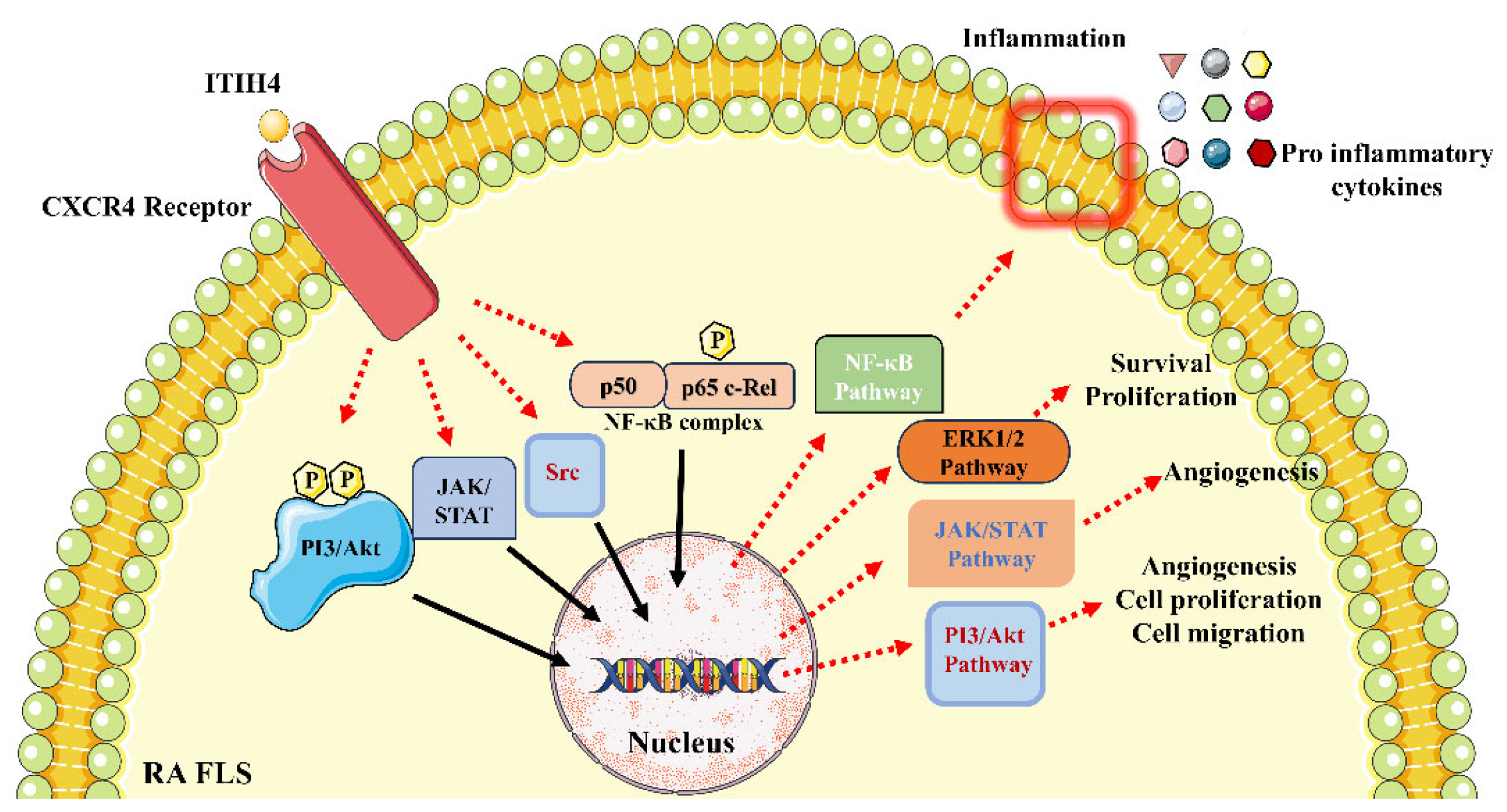 Pathophysiology 31 00038 g007