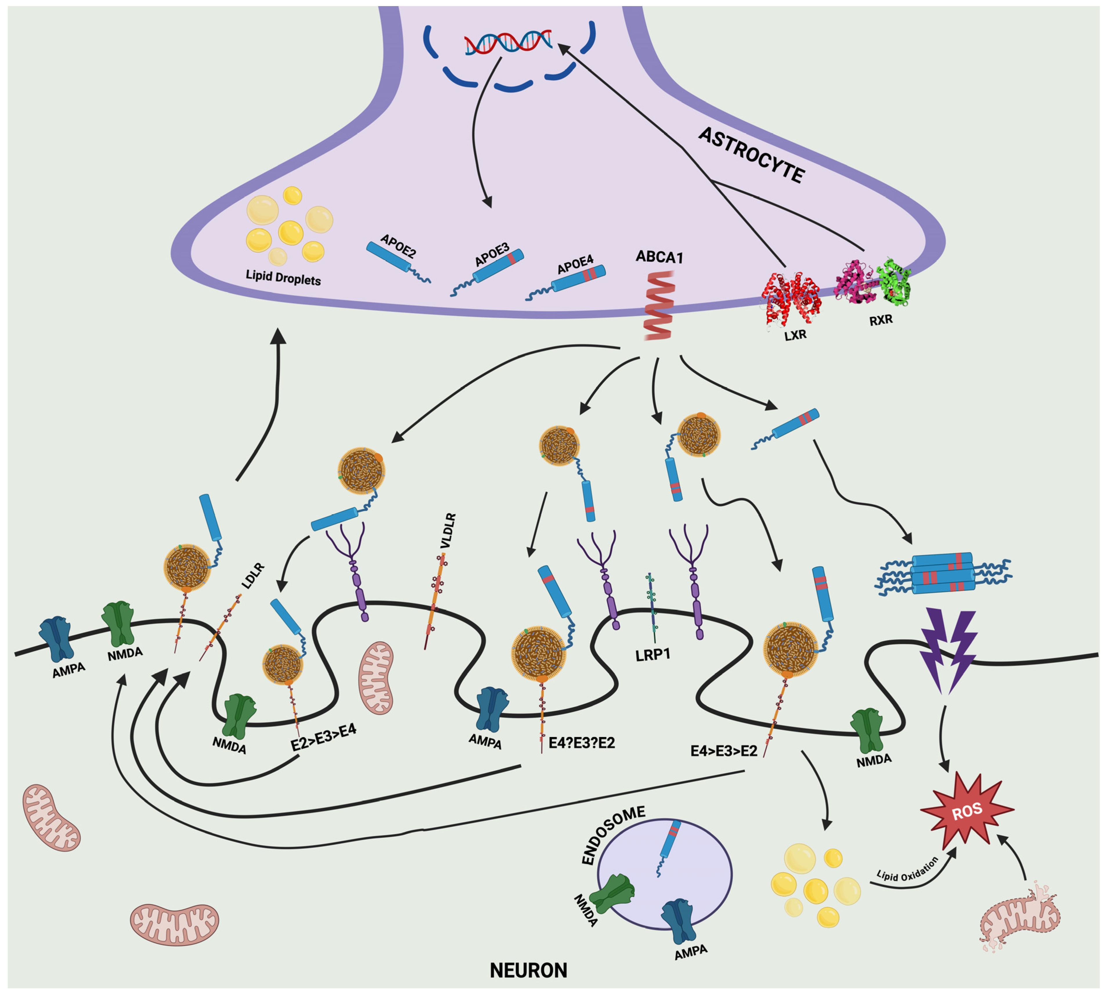 Pathophysiology 31 00040 g002 Pathophysiology 31 00040 g002