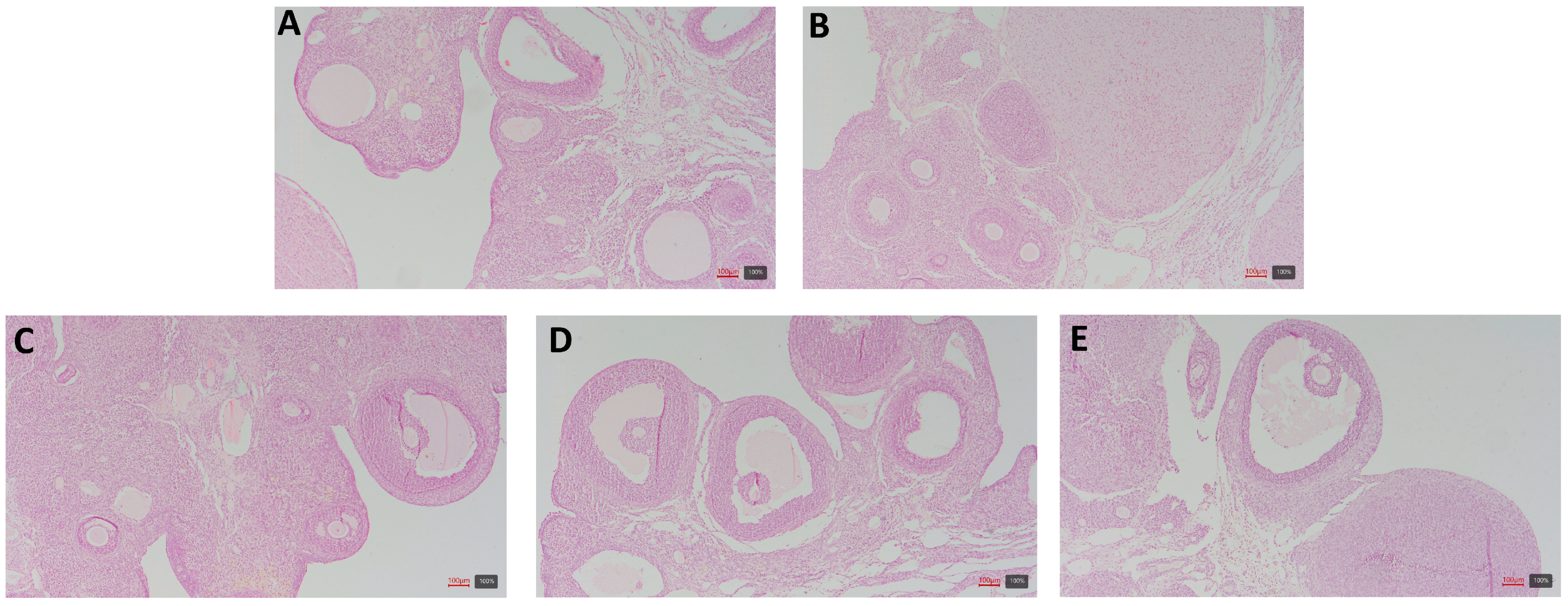 Pathophysiology 31 00041 g010 Pathophysiology 31 00041 g010