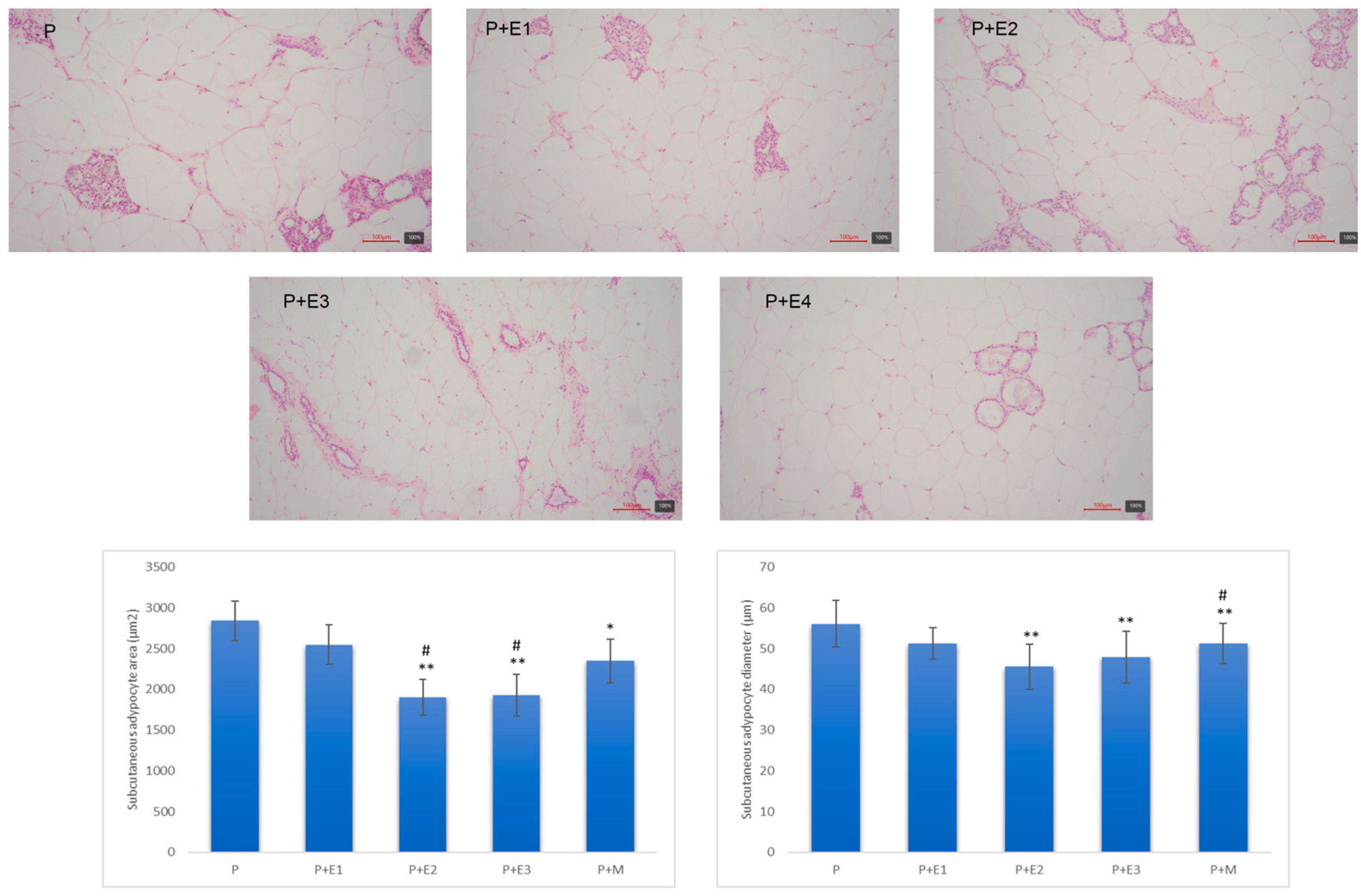 Pathophysiology 31 00041 g011 Pathophysiology 31 00041 g011