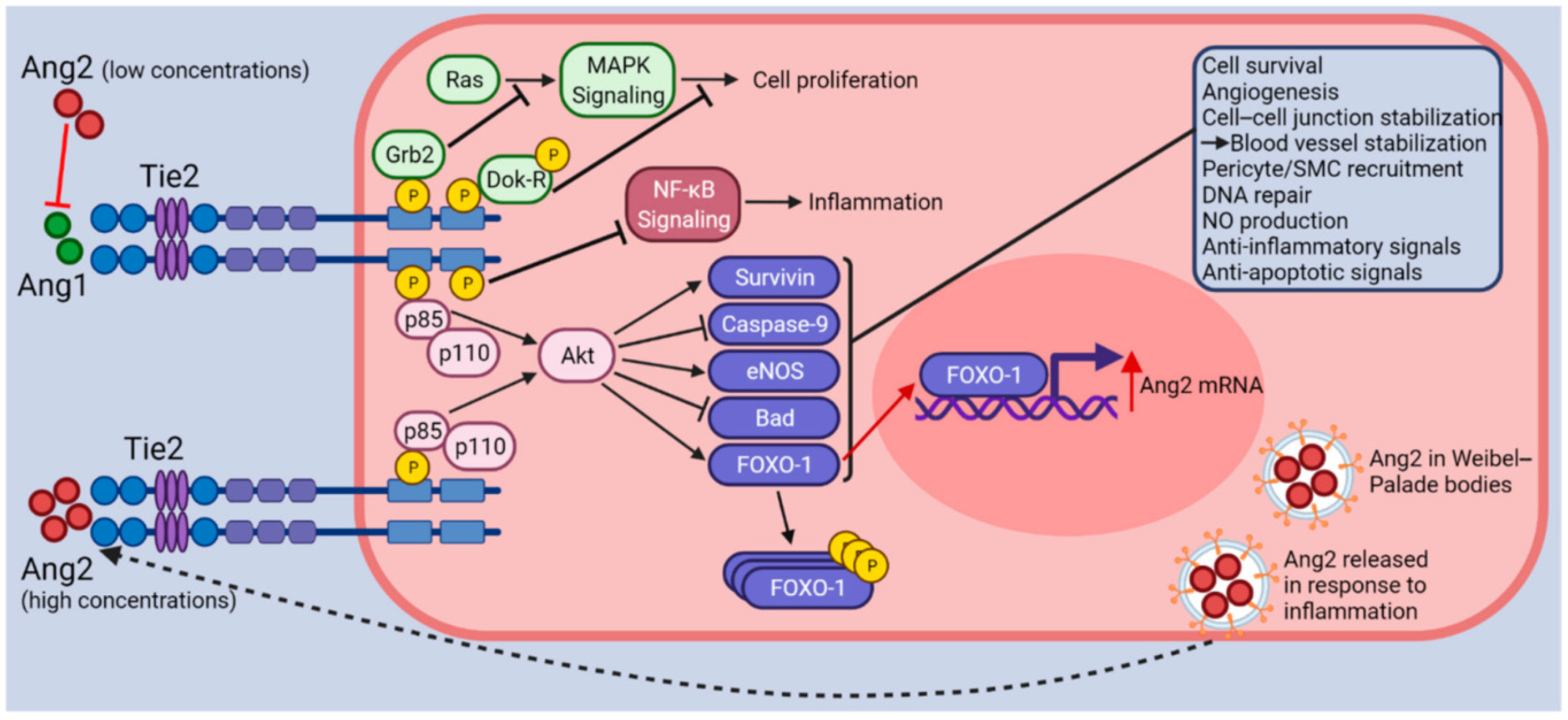 Pathophysiology 31 00043 g003
