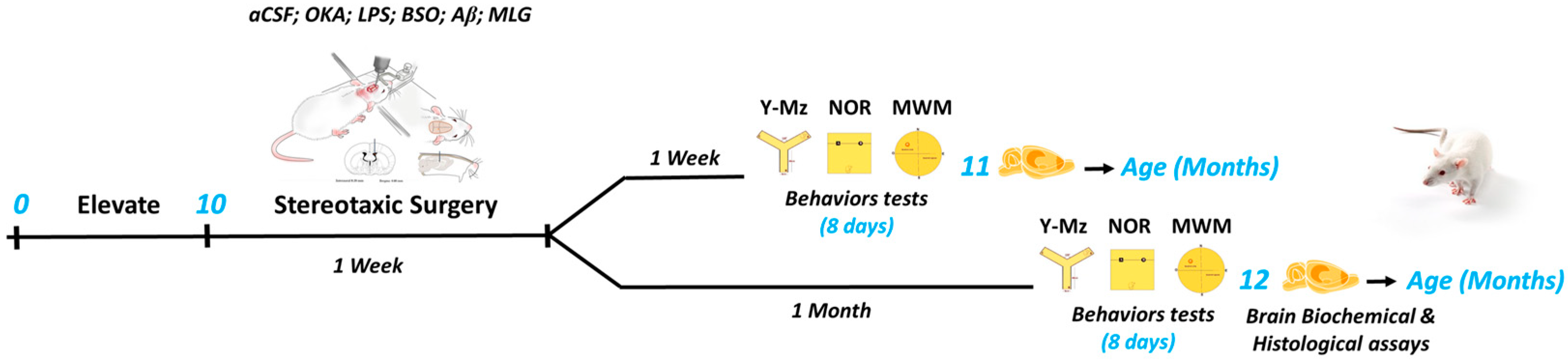 Pathophysiology 31 00047 g001