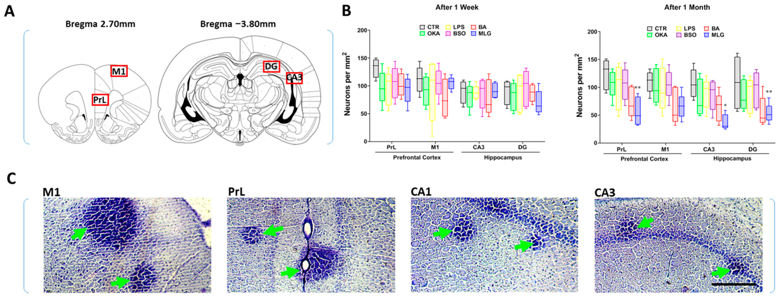 Pathophysiology 31 00047 g003