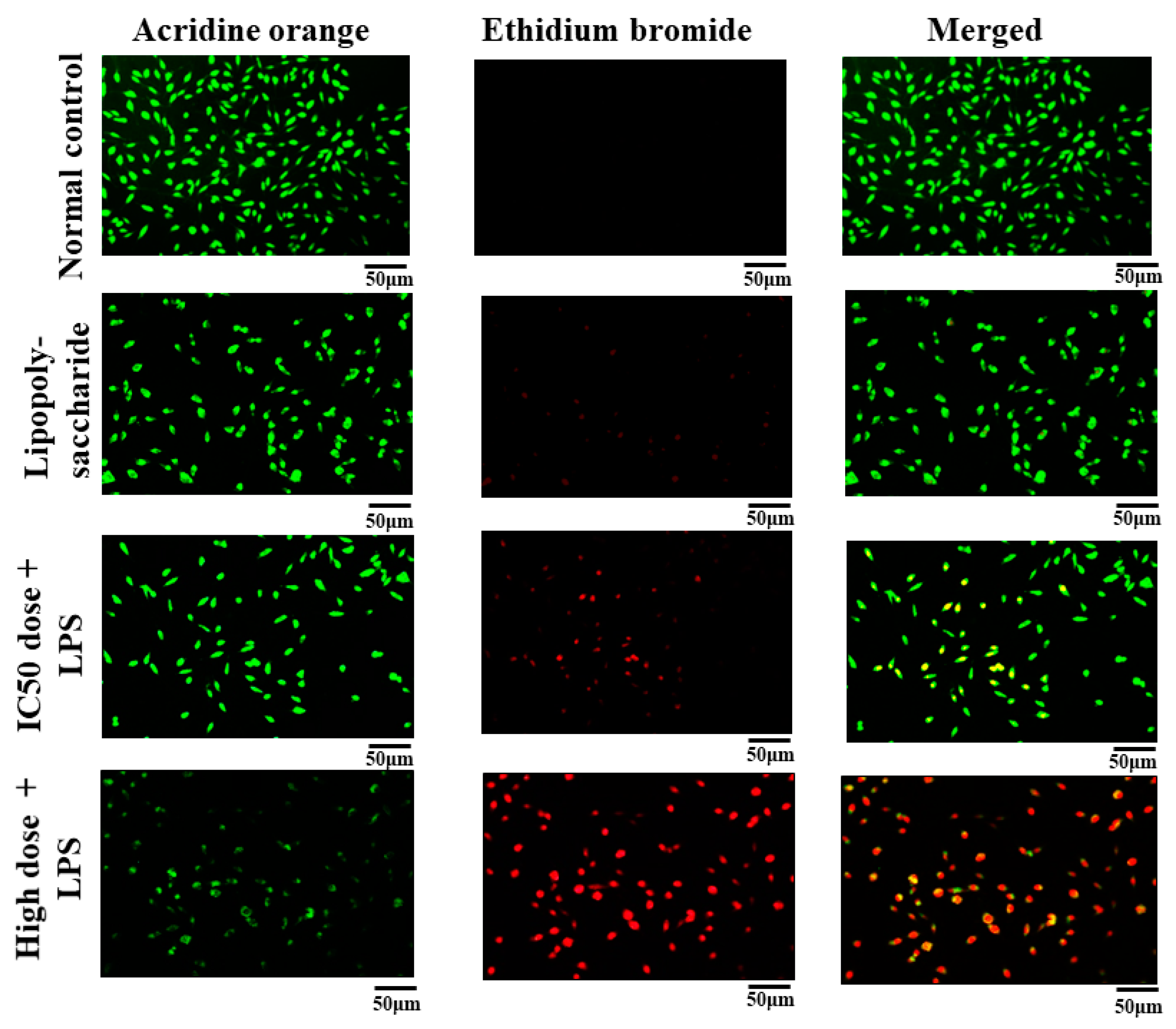 Pathophysiology 31 00049 g004