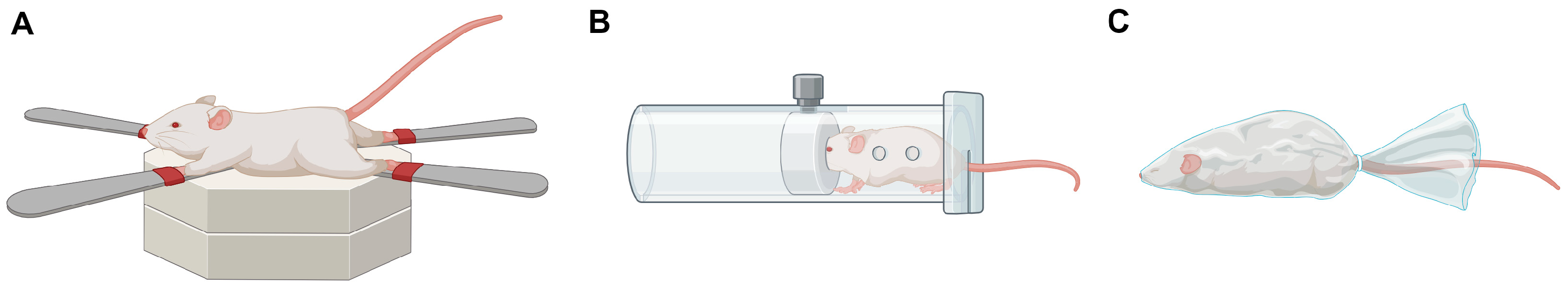 Pathophysiology 31 00051 g002