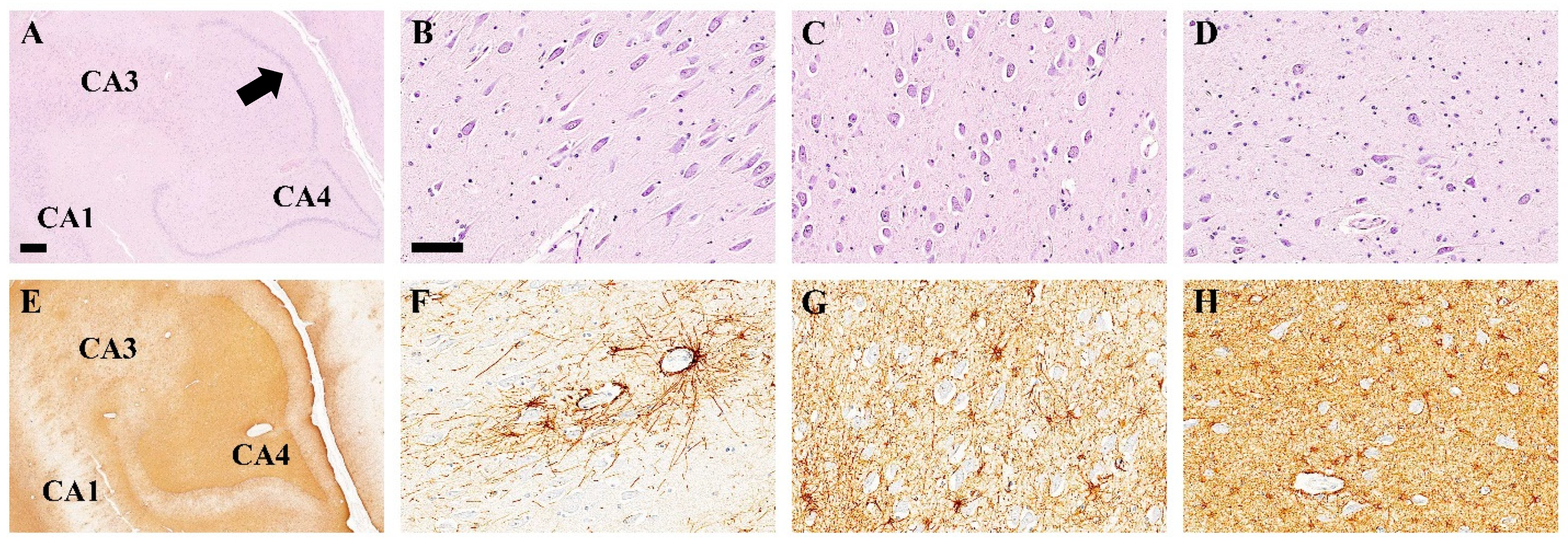 Pathophysiology 32 00003 g003