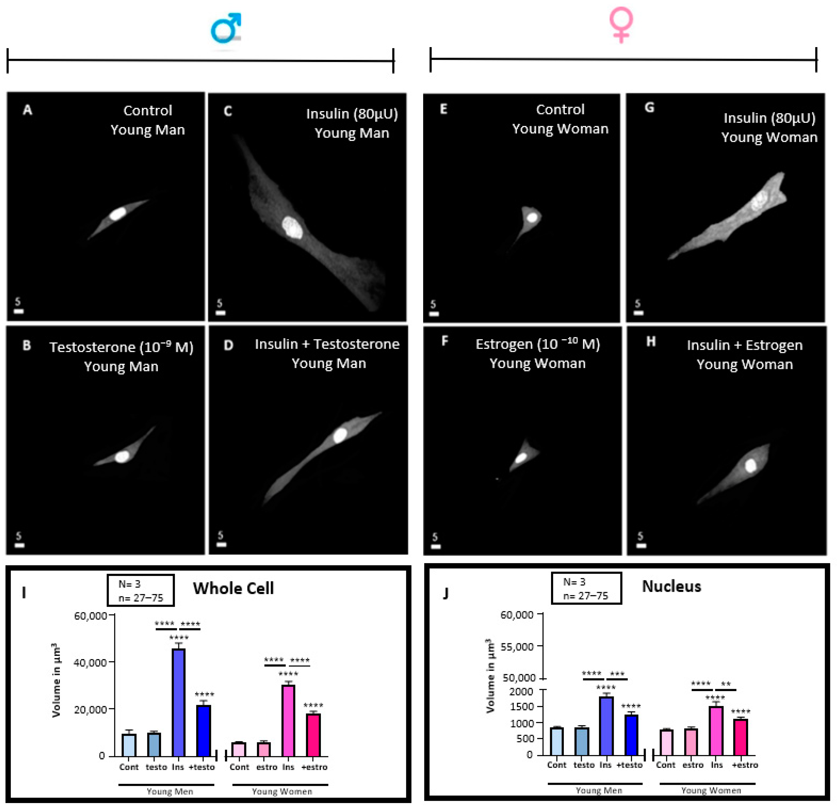 Pathophysiology 32 00012 g005