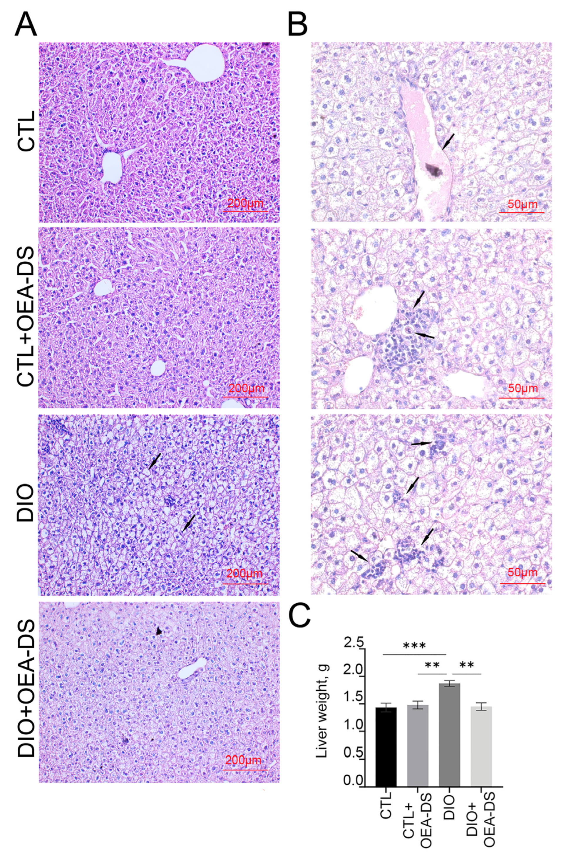 Pathophysiology 32 00016 g001