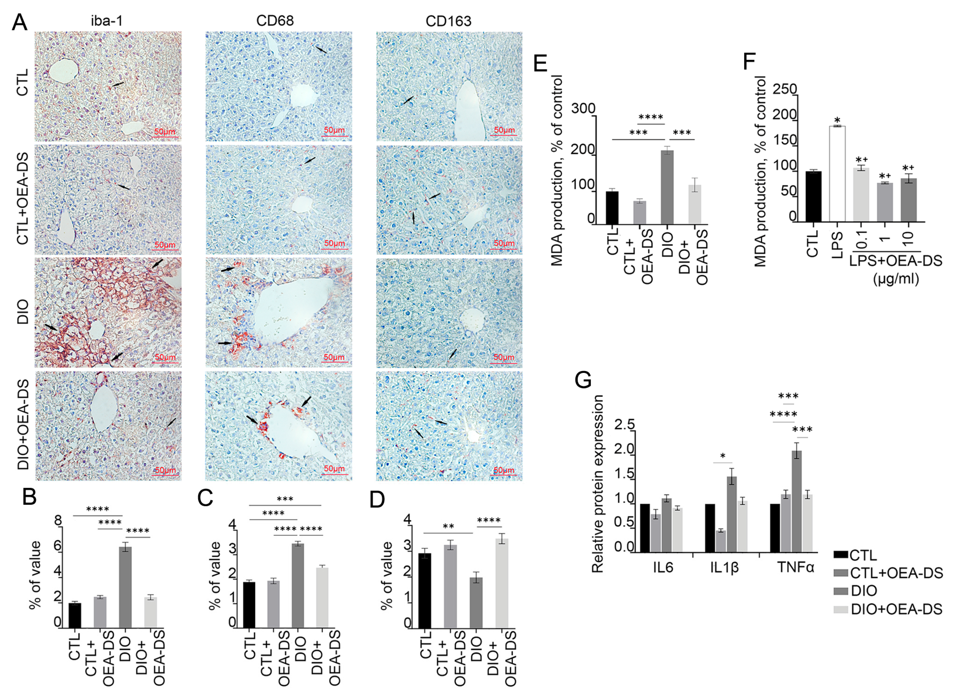 Pathophysiology 32 00016 g003