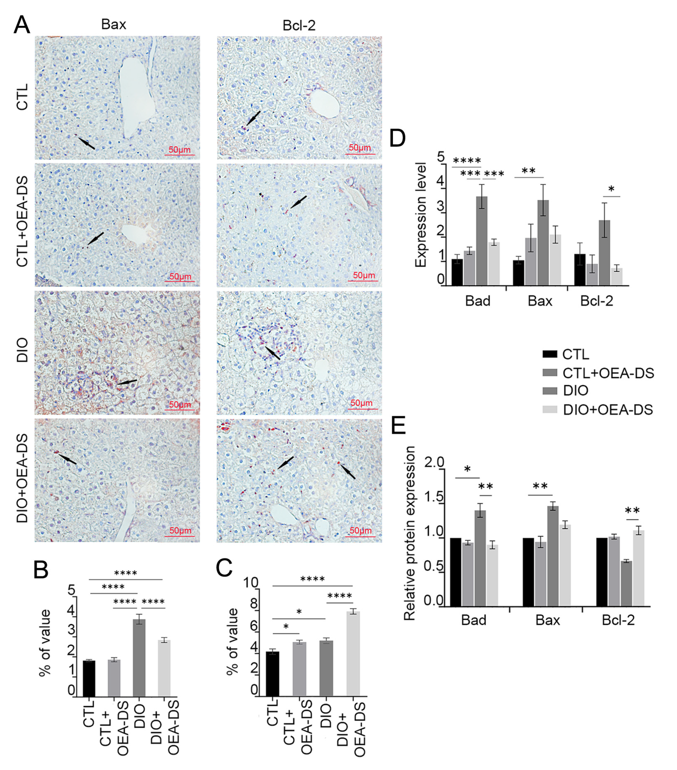 Pathophysiology 32 00016 g004
