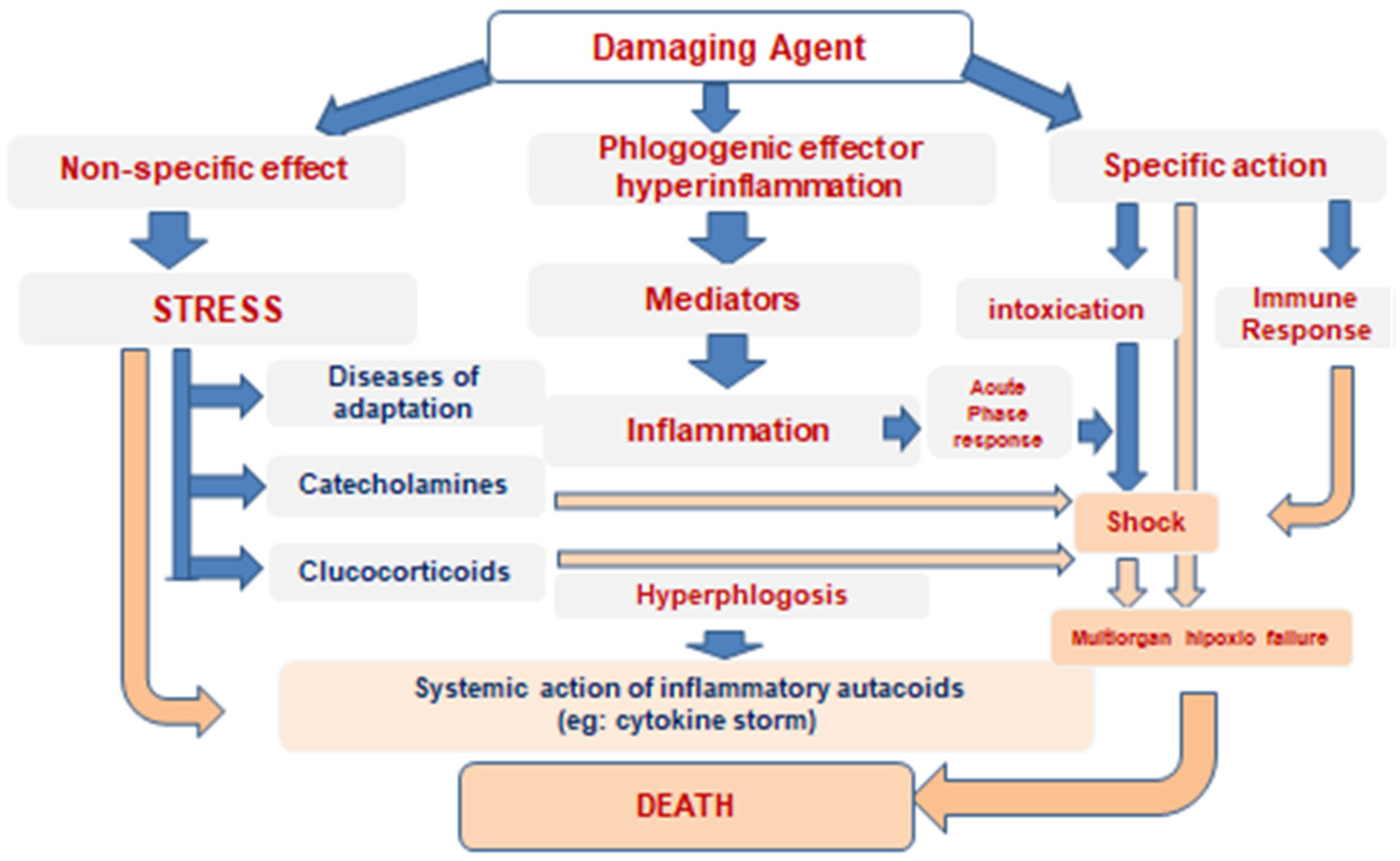 Pathophysiology 32 00017 g002