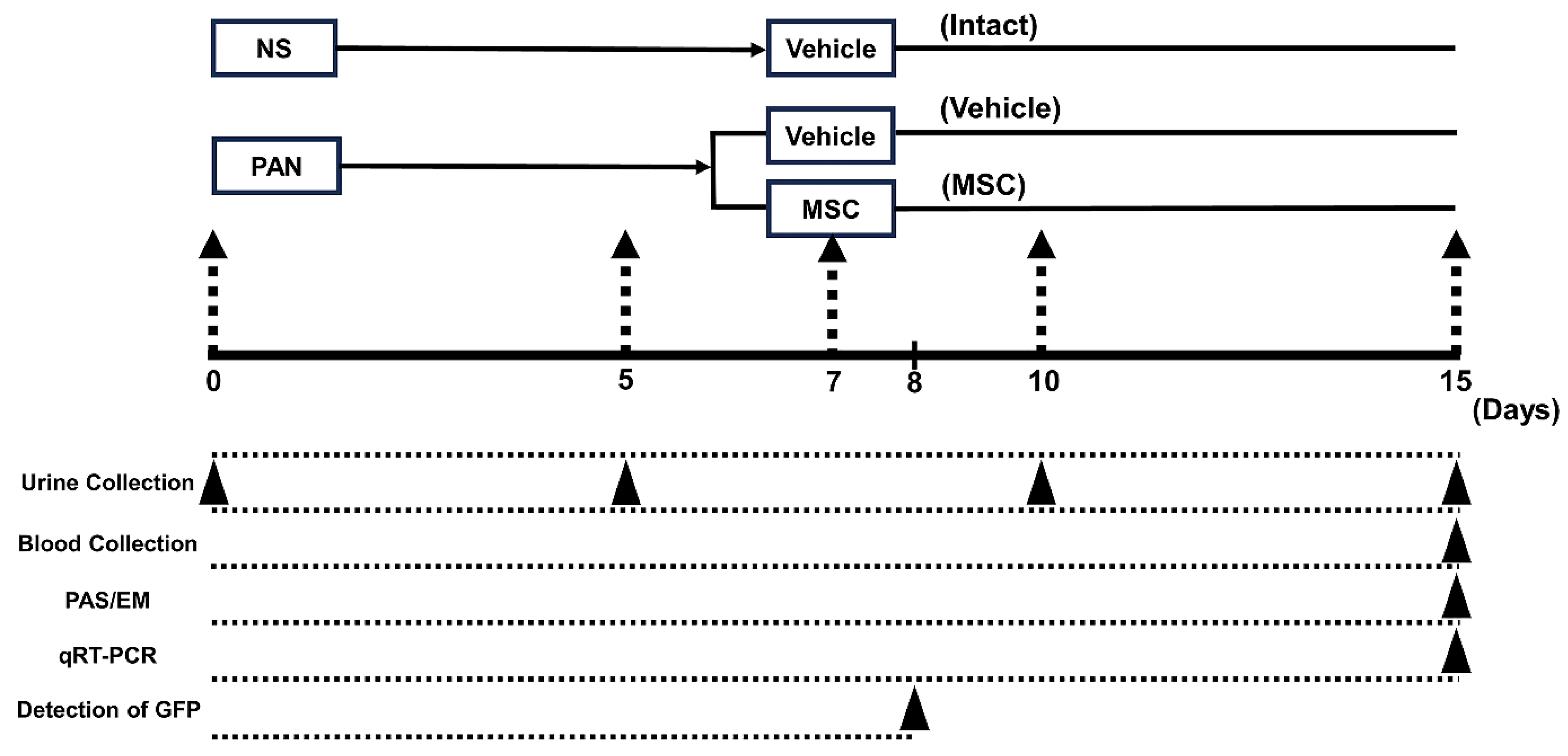 Pathophysiology 32 00019 g001