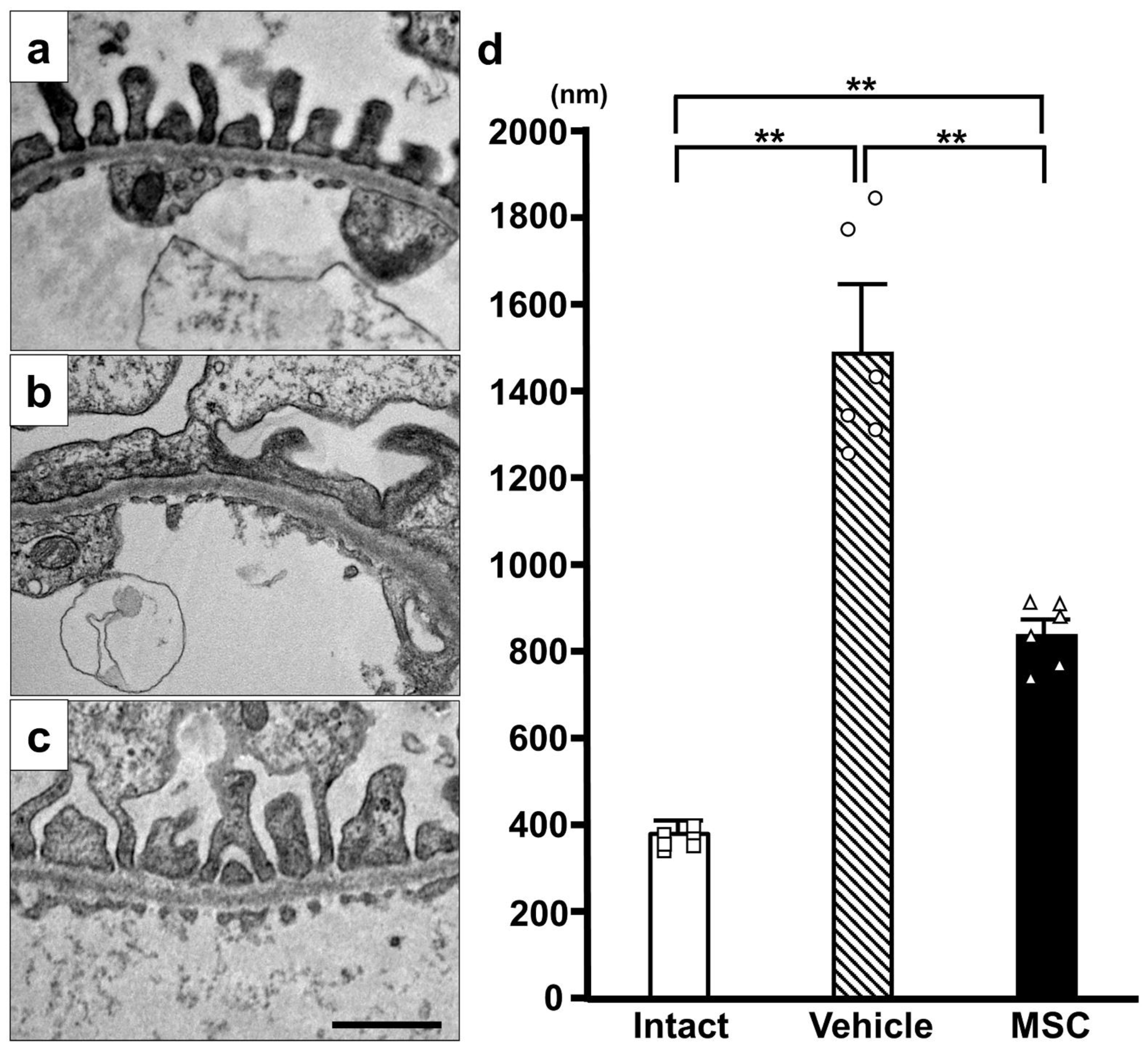 Pathophysiology 32 00019 g004