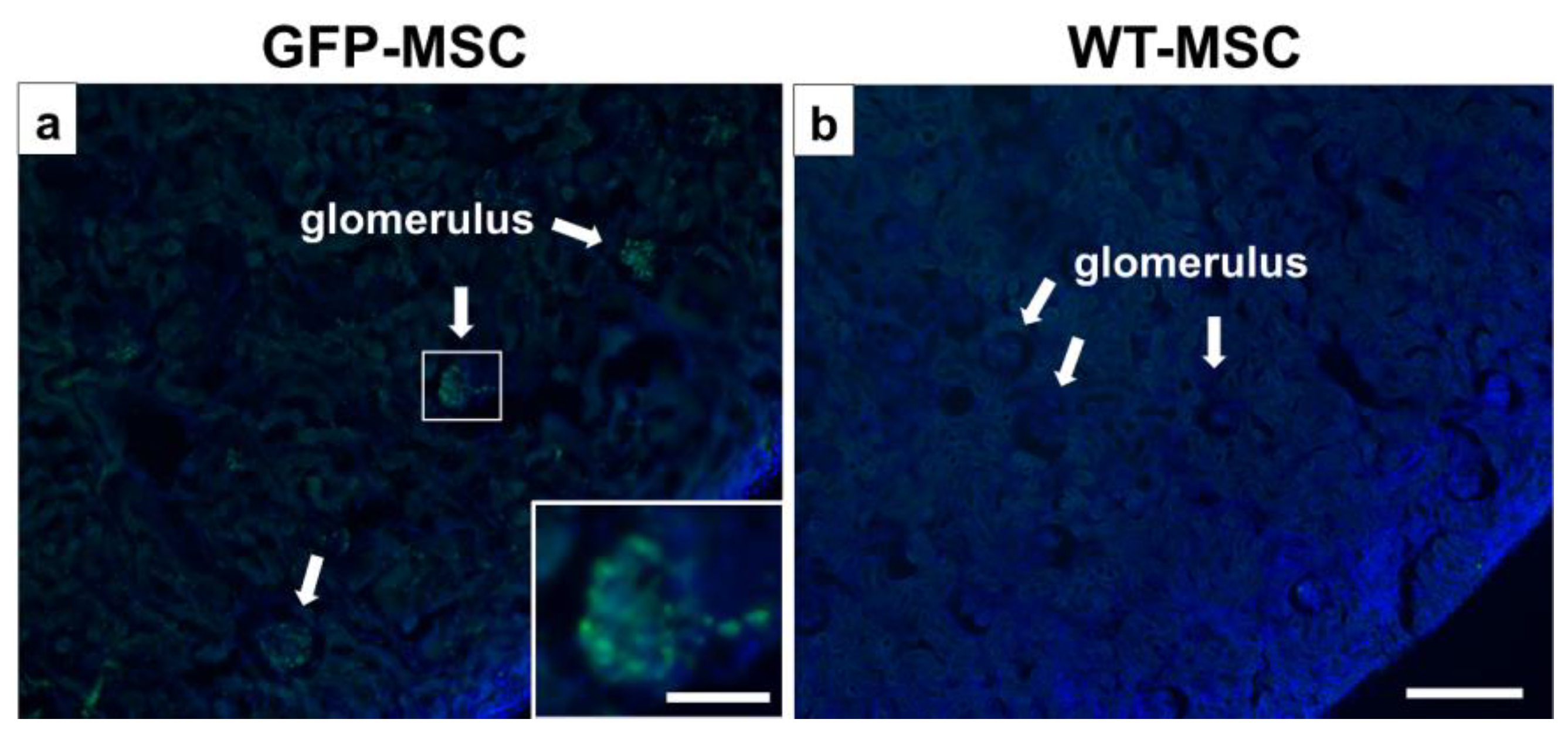 Pathophysiology 32 00019 g006