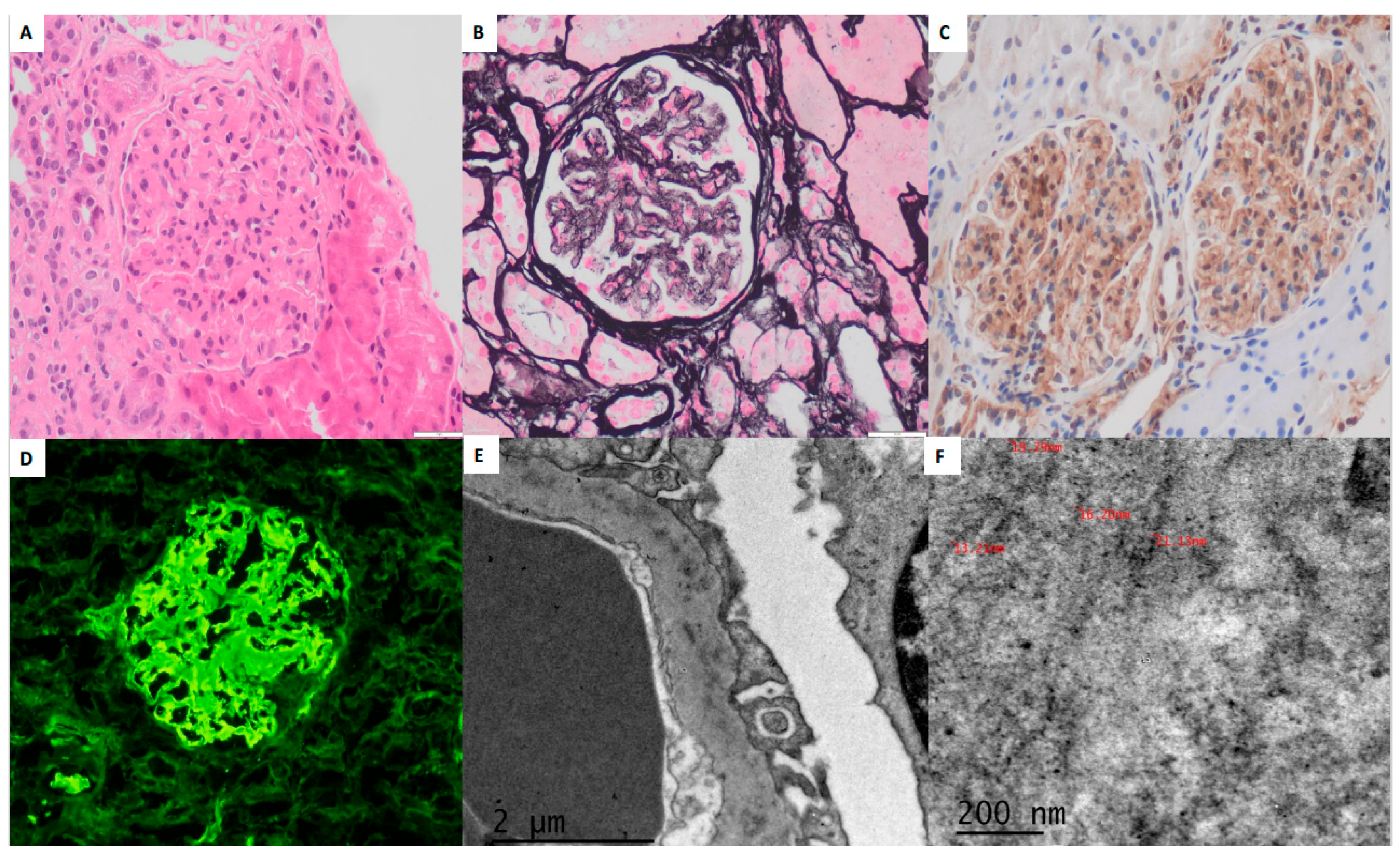 Pathophysiology 32 00022 g001