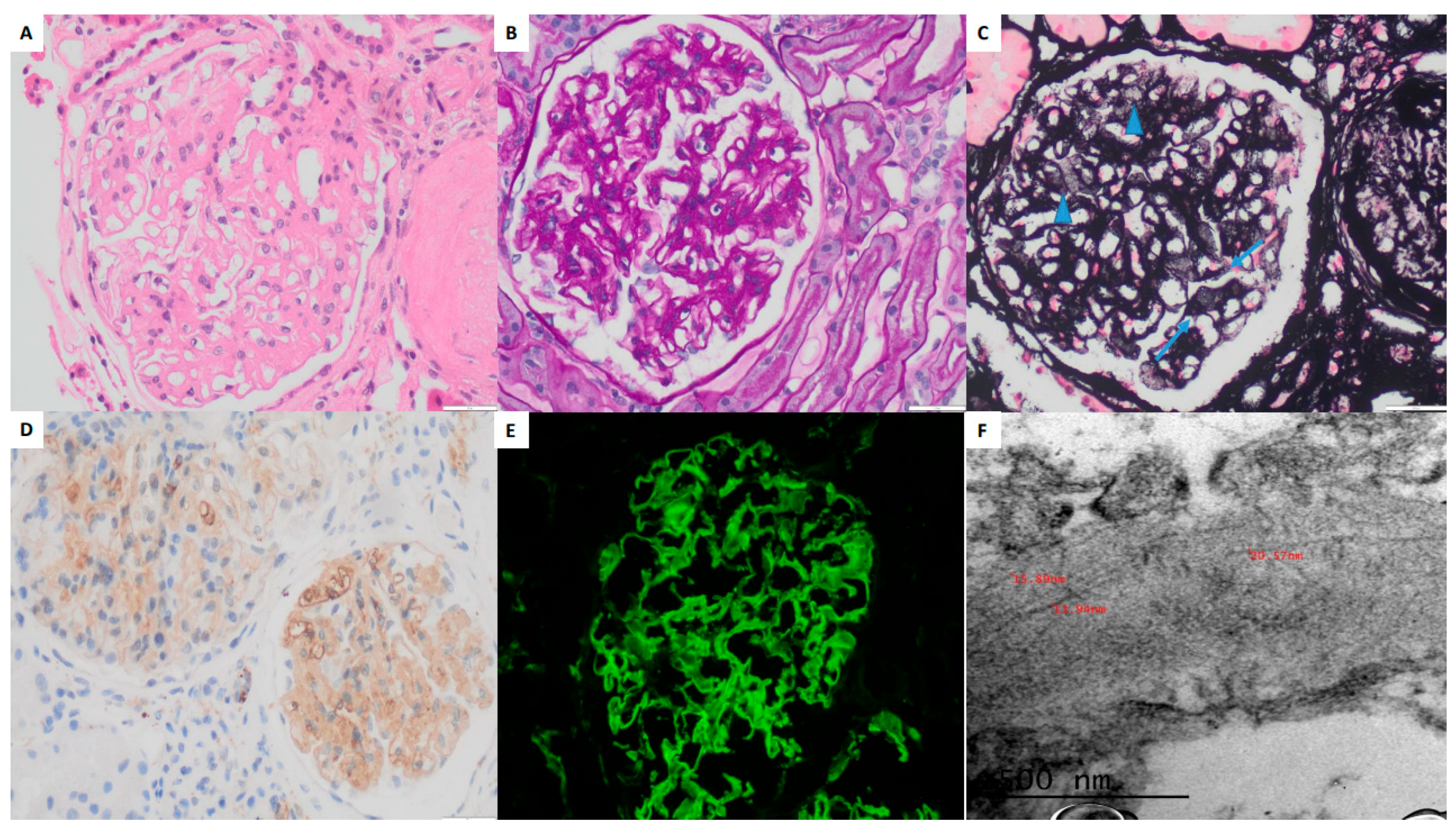 Pathophysiology 32 00022 g002