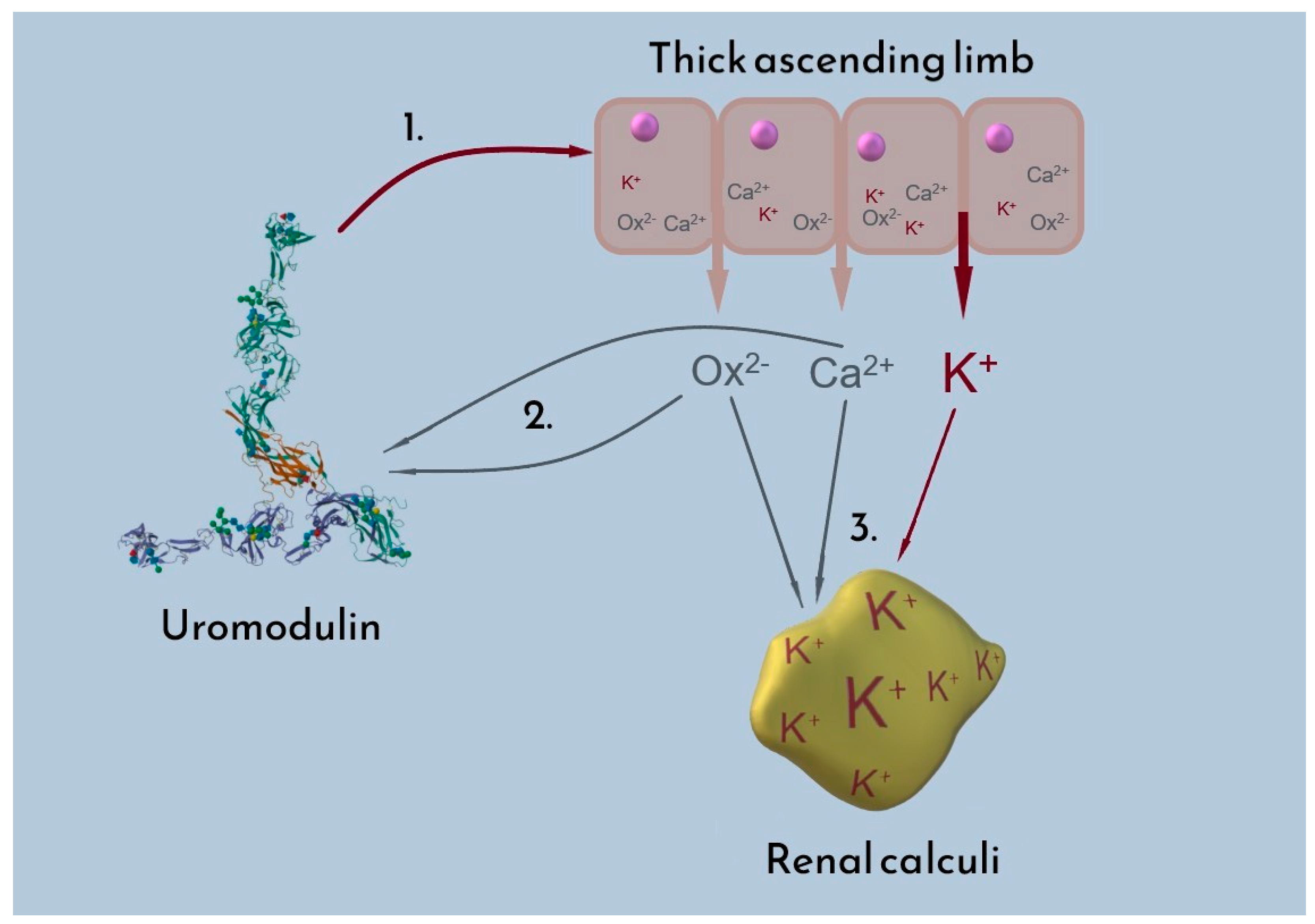 Pathophysiology 32 00023 g007