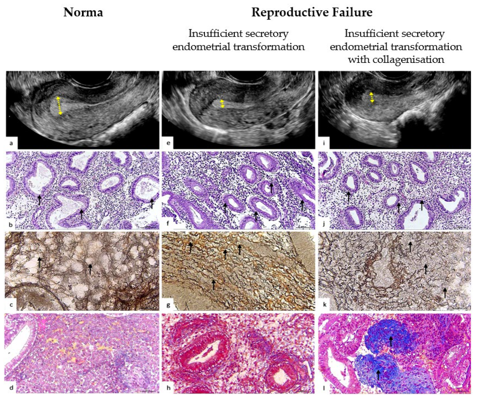 Pathophysiology 32 00024 g003 Pathophysiology 32 00024 g003