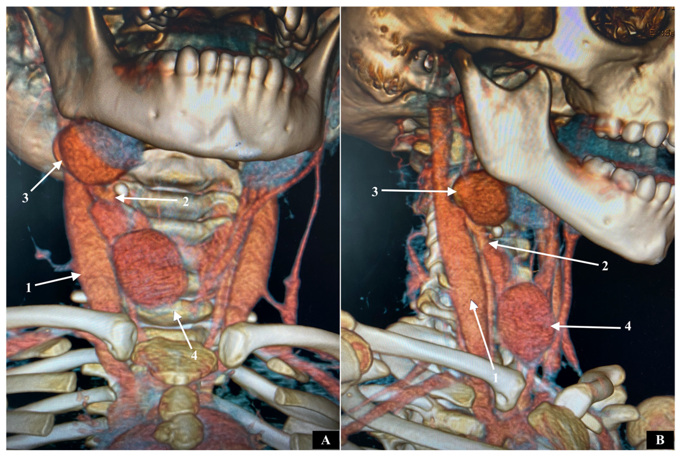 Pathophysiology 32 00025 g001