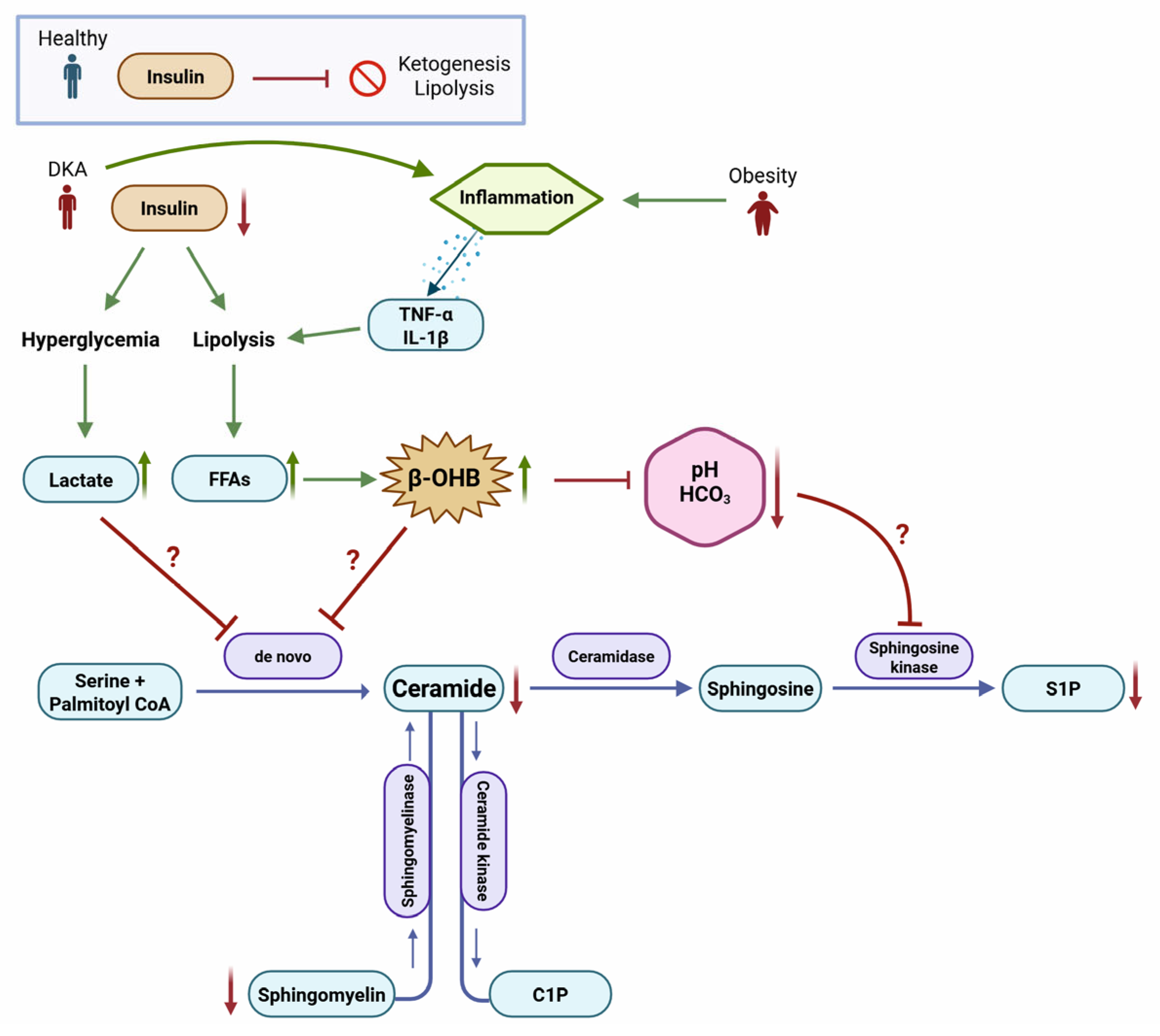 Pathophysiology 32 00029 g005