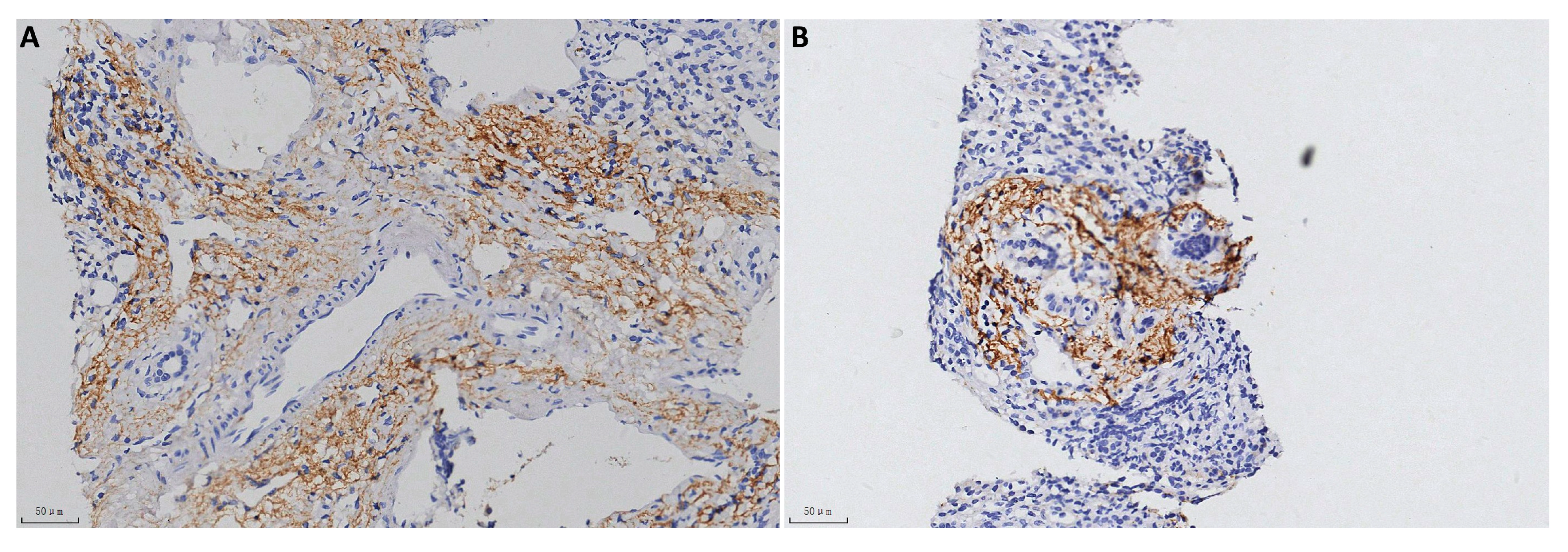 Pathophysiology 32 00030 g001