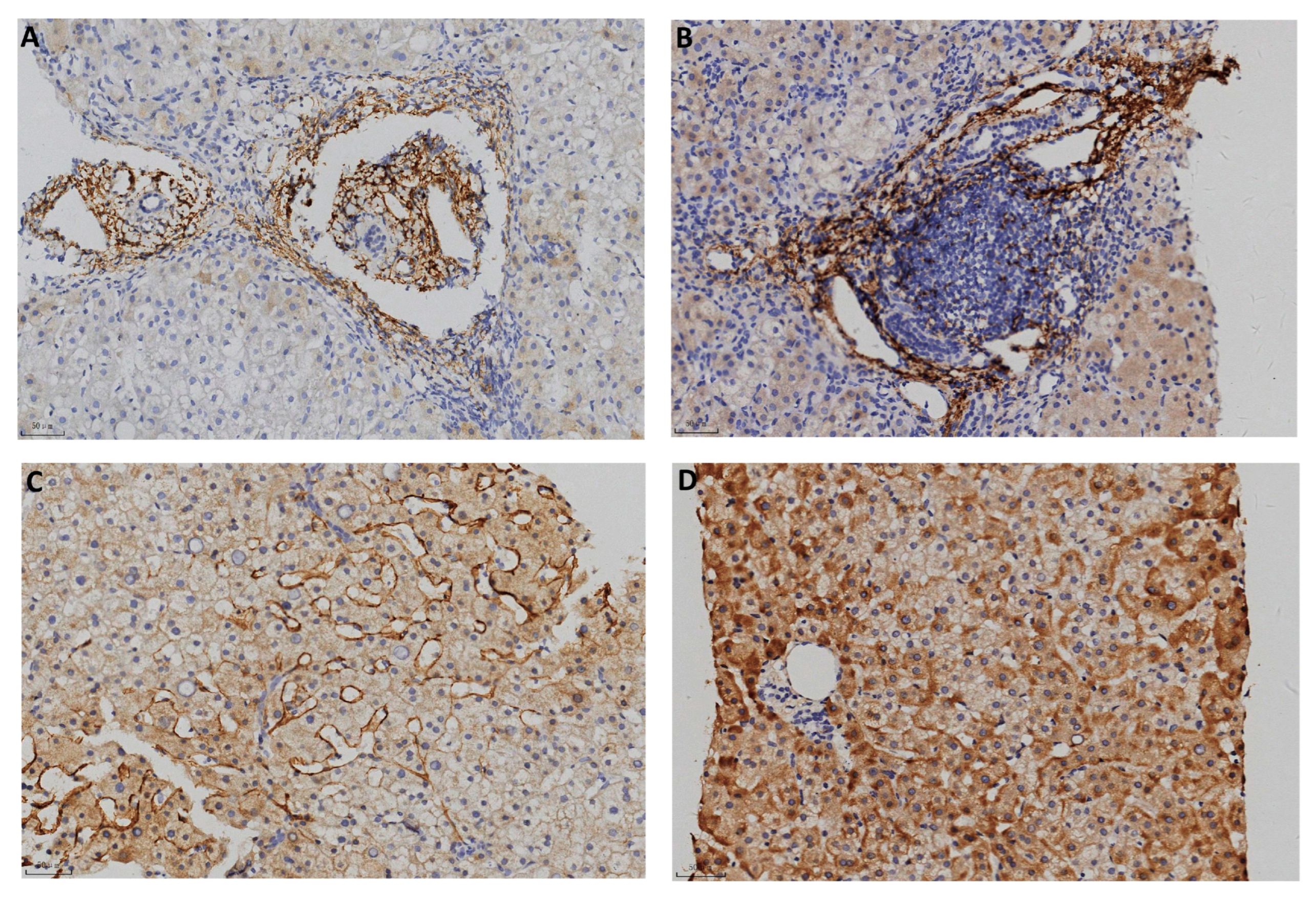 Pathophysiology 32 00030 g002