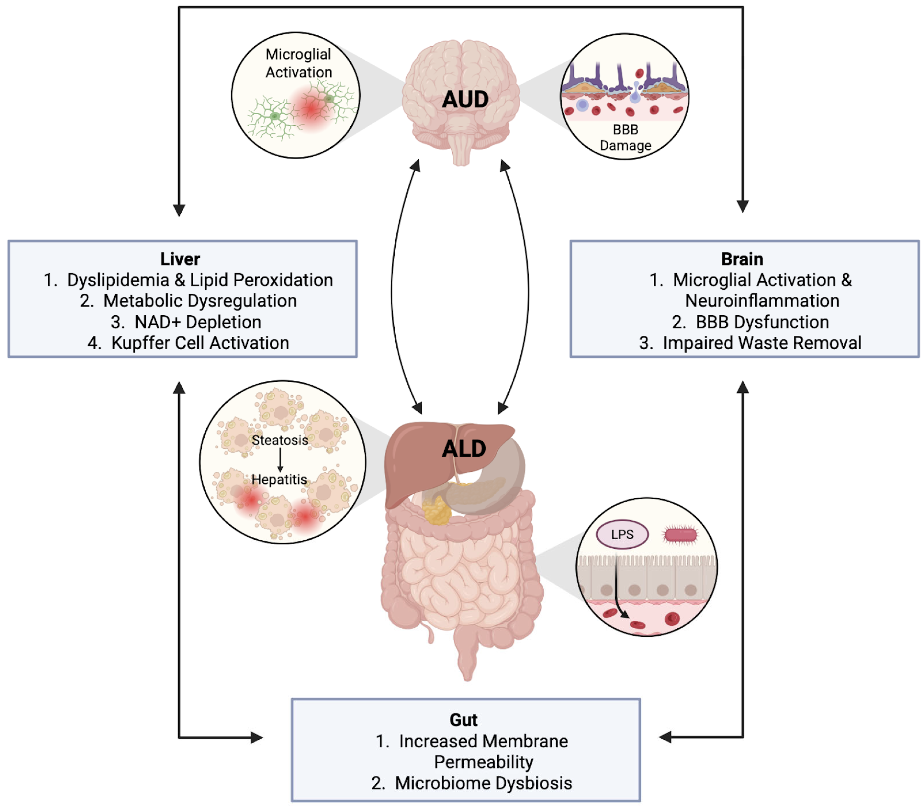 Pathophysiology 32 00034 g001