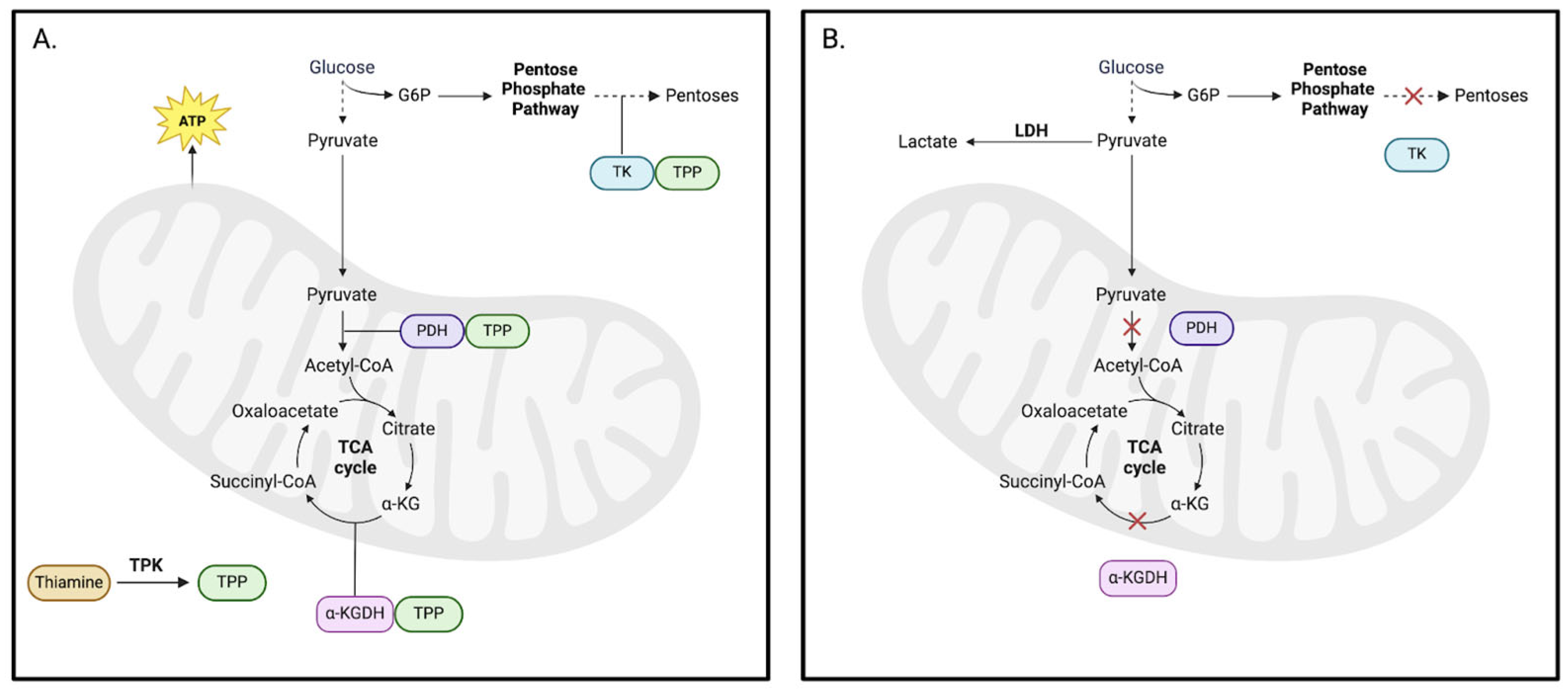 Pathophysiology 32 00034 g002