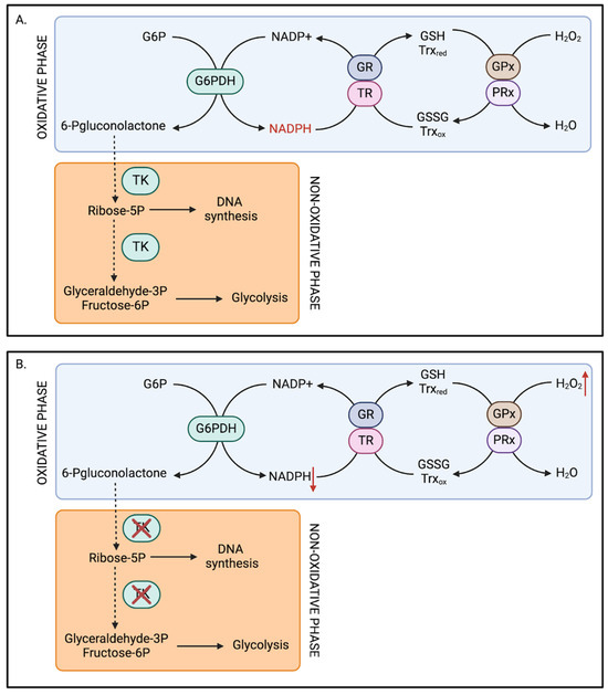 glutathione liver phase How The Liver Detoxifies: