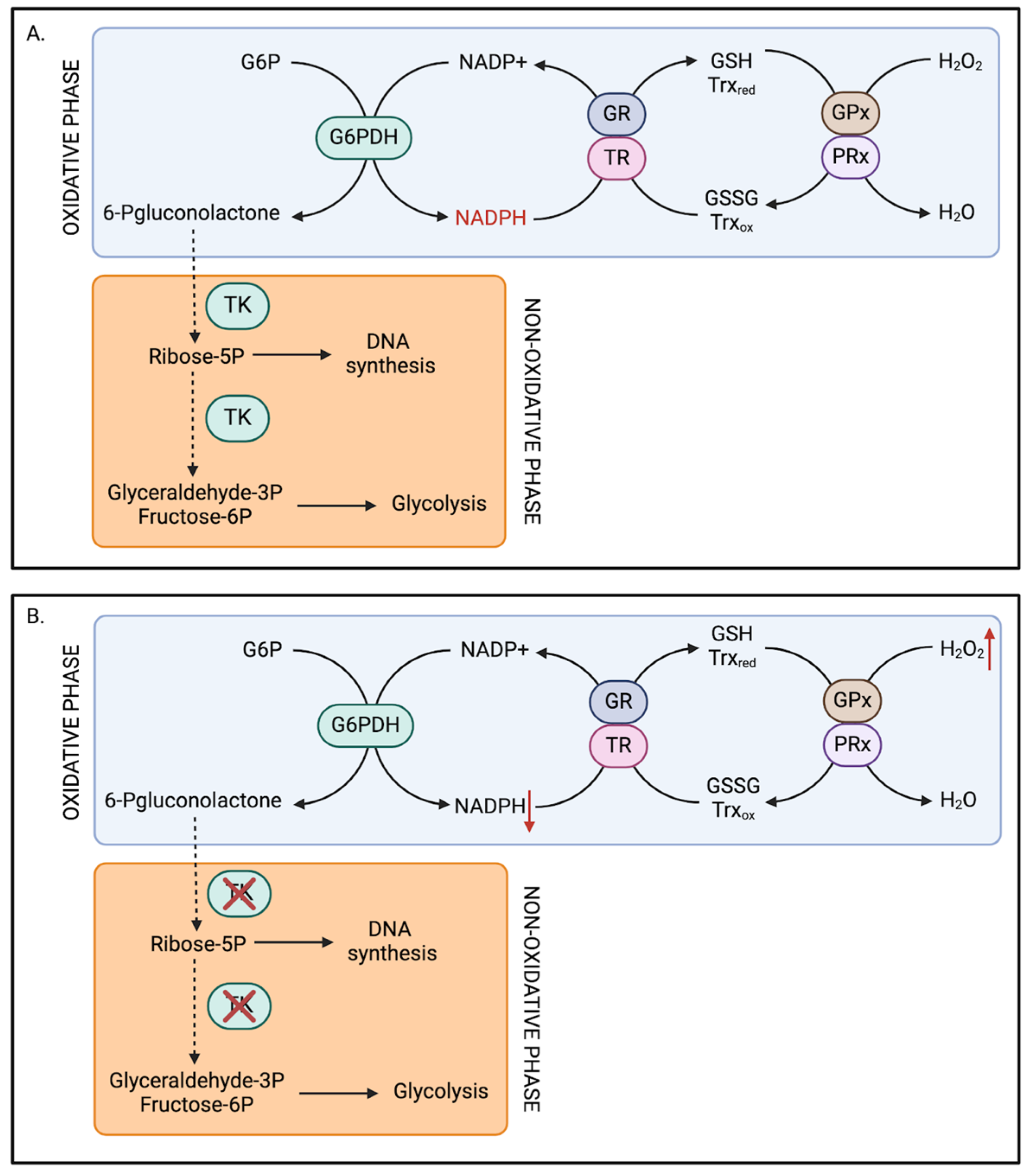 Pathophysiology 32 00034 g003