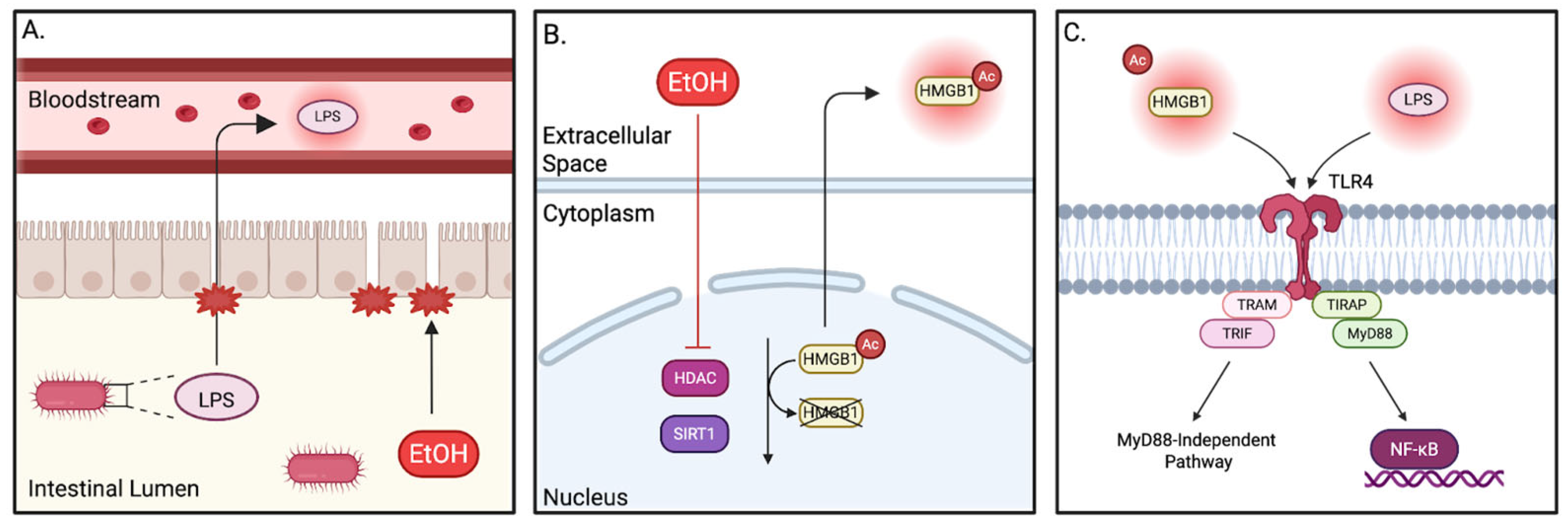 Pathophysiology 32 00034 g004