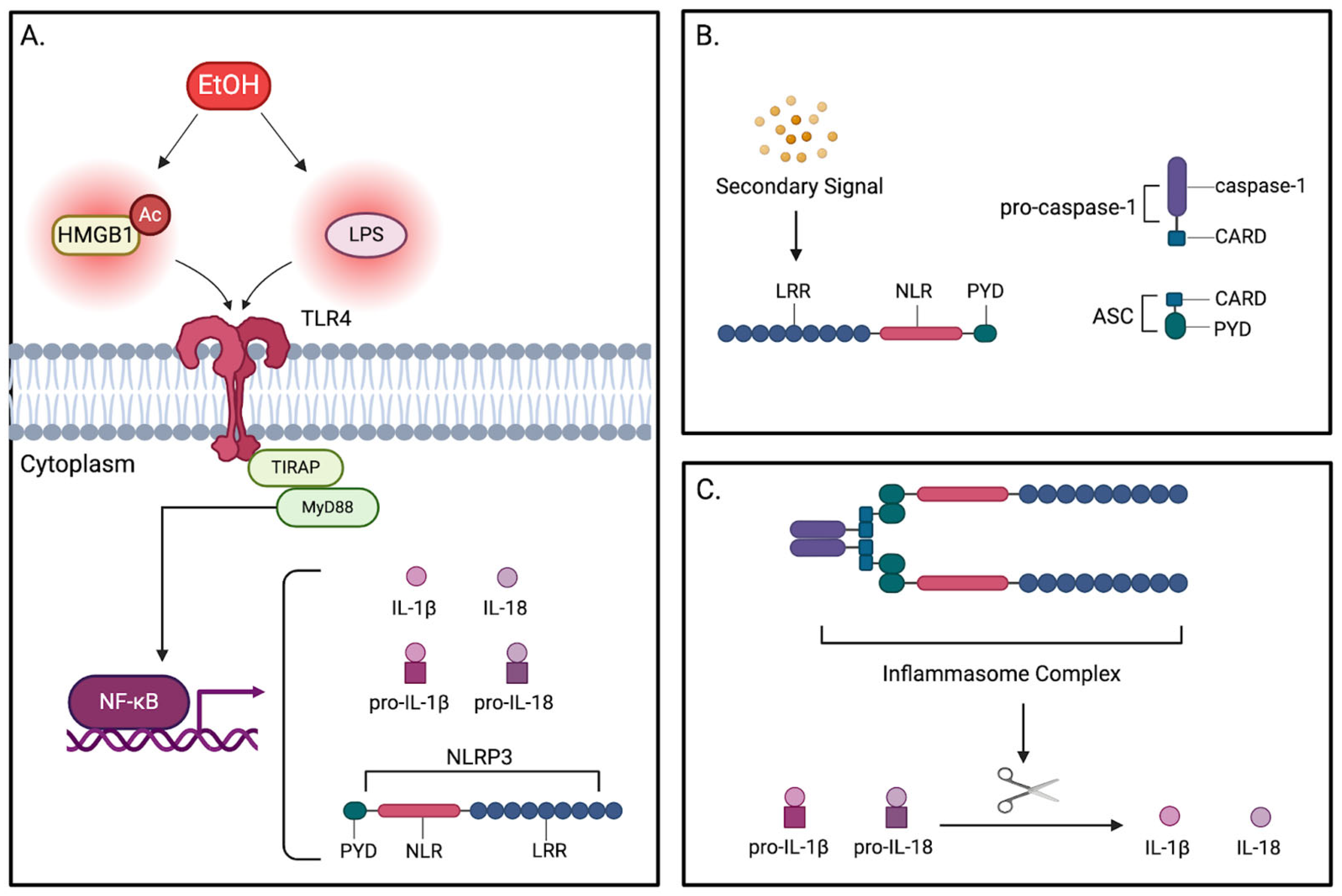 Pathophysiology 32 00034 g005