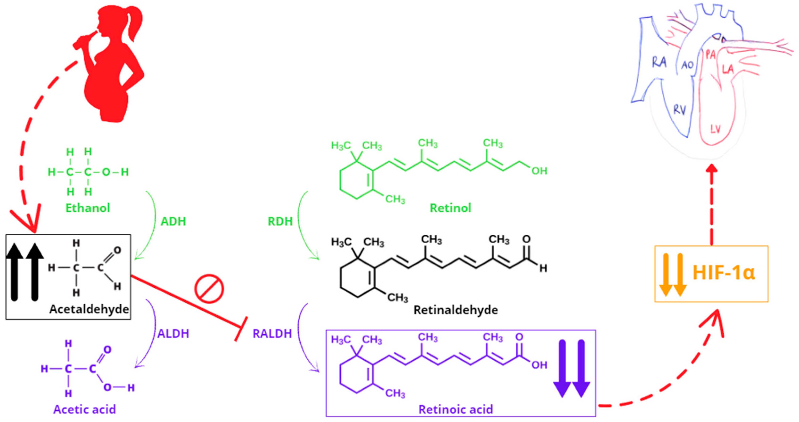 Pathophysiology 32 00035 g001