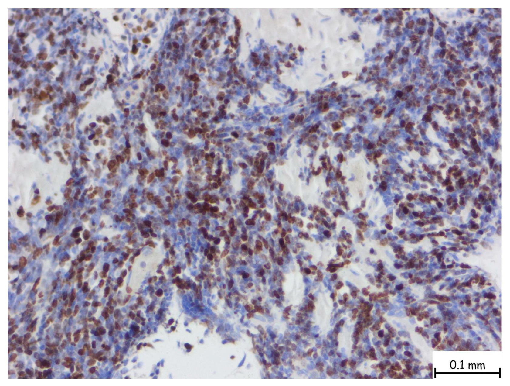 Pathophysiology 32 00038 g004 Pathophysiology 32 00038 g004