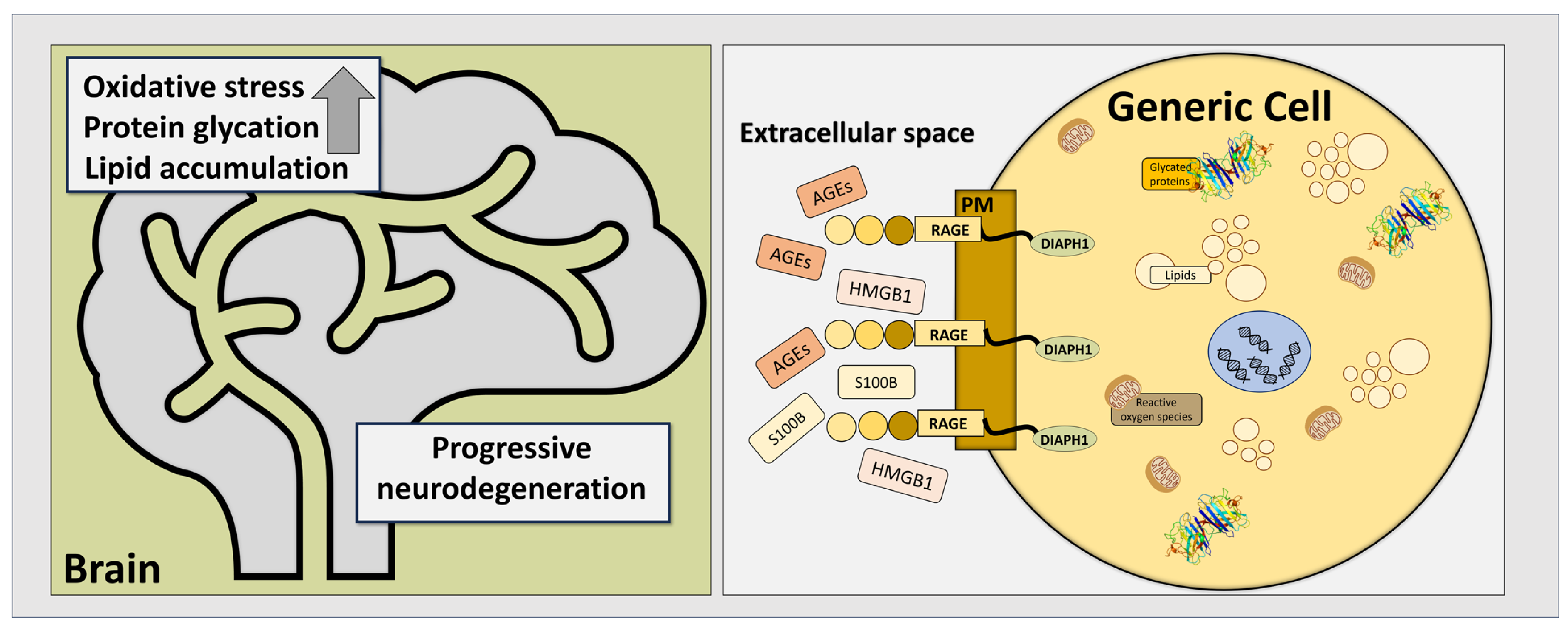 Pathophysiology 32 00043 g001 Pathophysiology 32 00043 g001