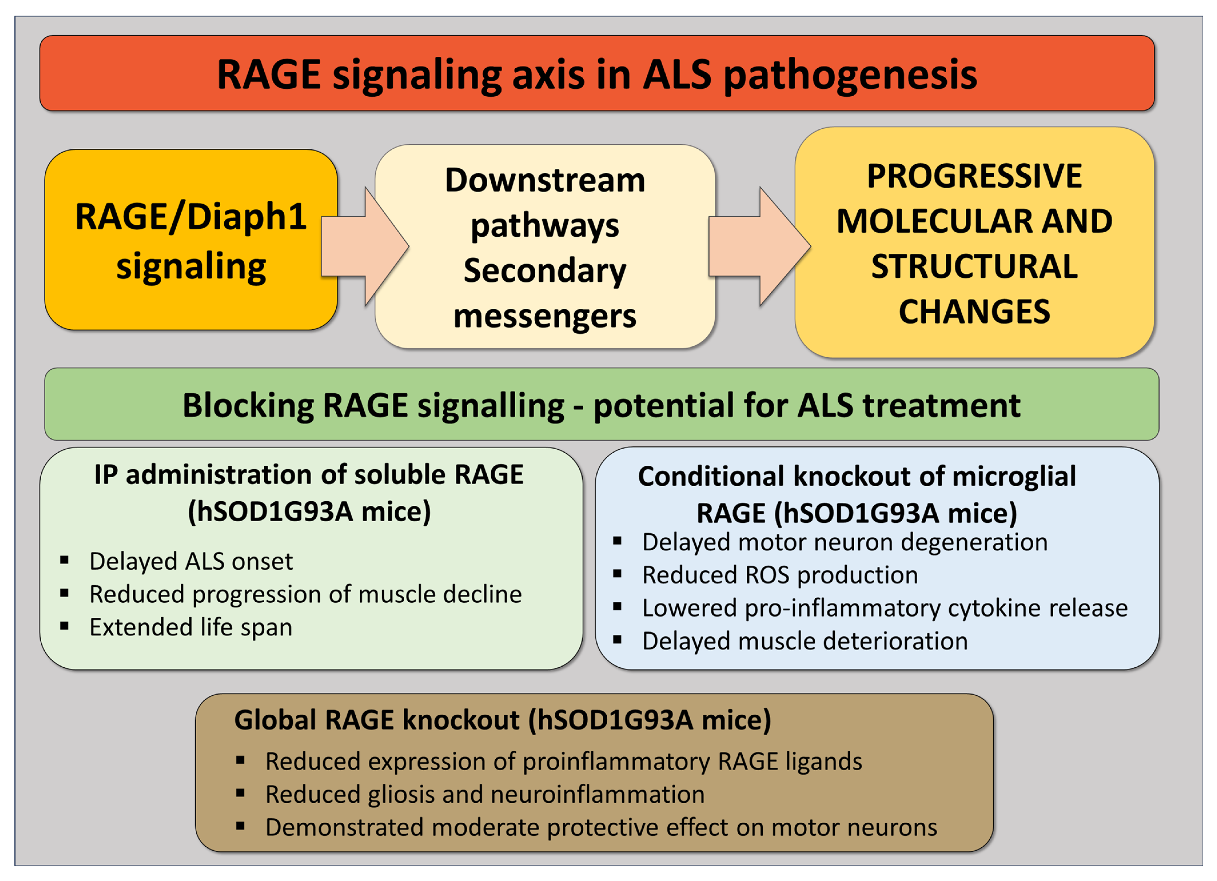 Pathophysiology 32 00043 g003 Pathophysiology 32 00043 g003