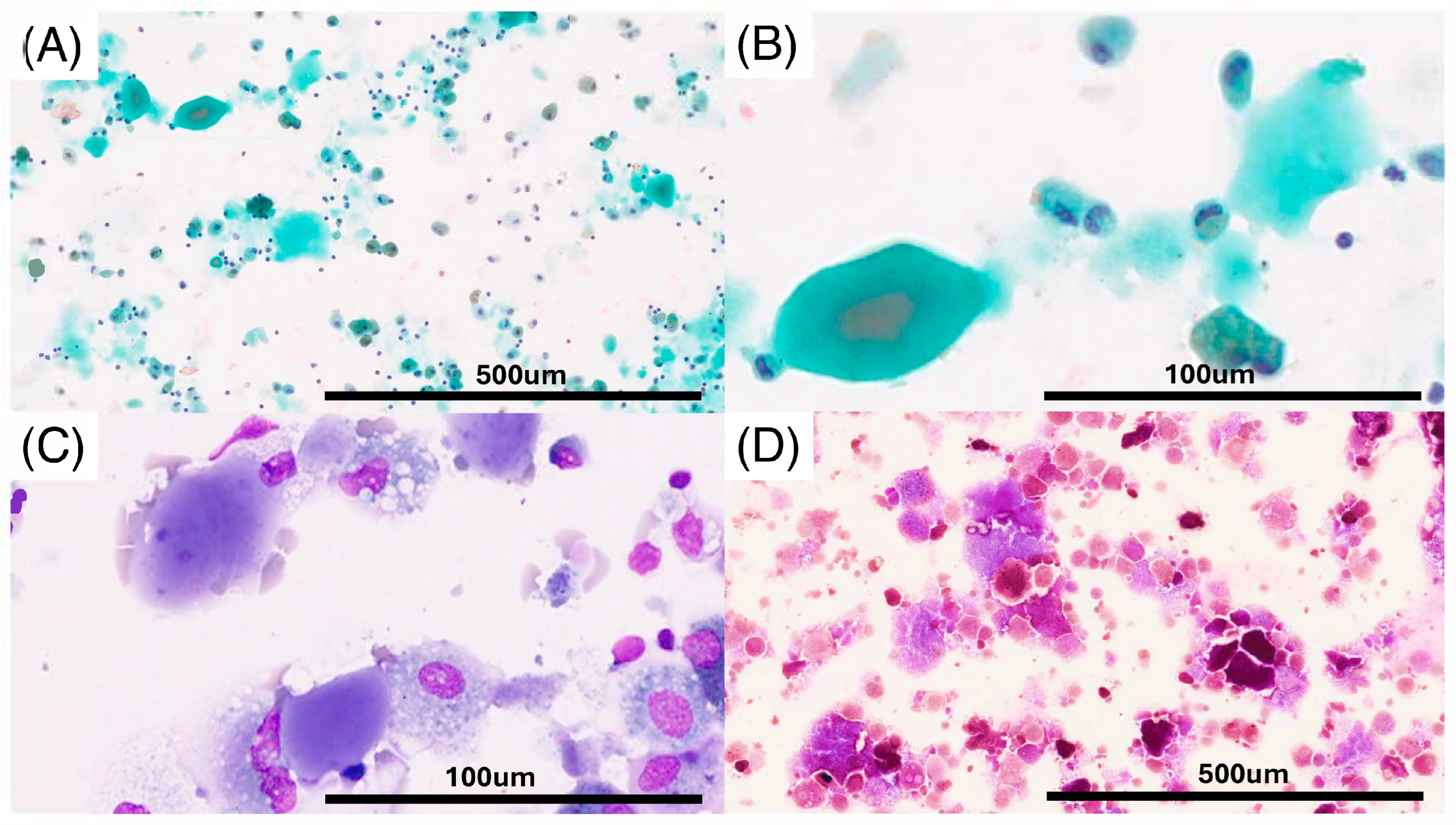 Pathophysiology 32 00047 g002 Pathophysiology 32 00047 g002