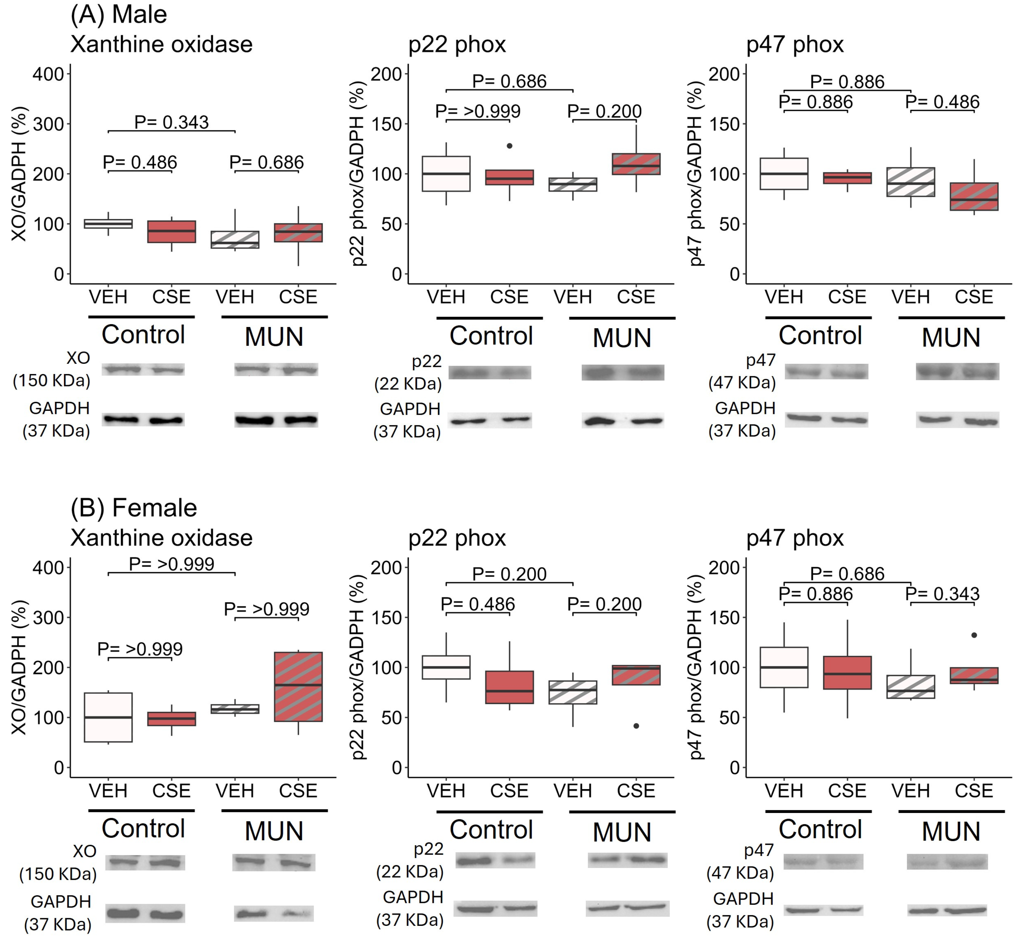 Pathophysiology 32 00049 g003