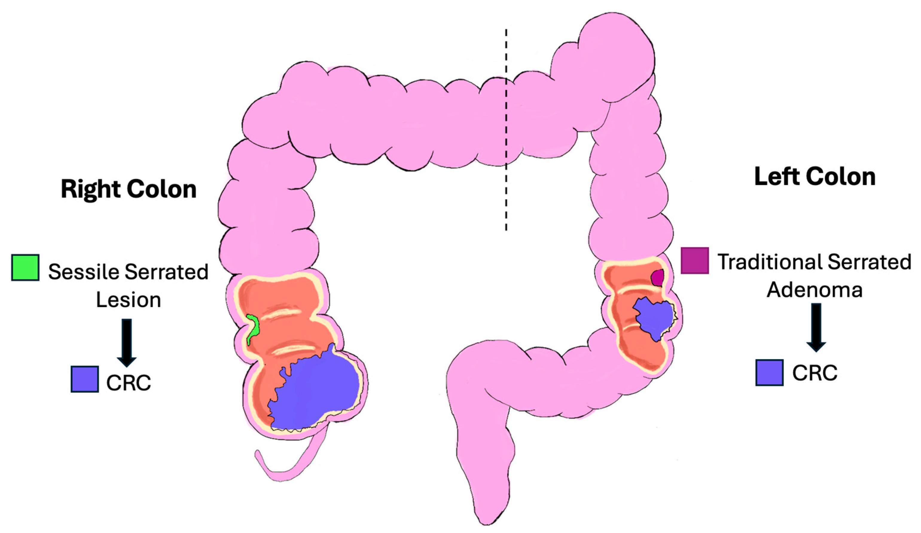 Pathophysiology 32 00052 g002 Pathophysiology 32 00052 g002