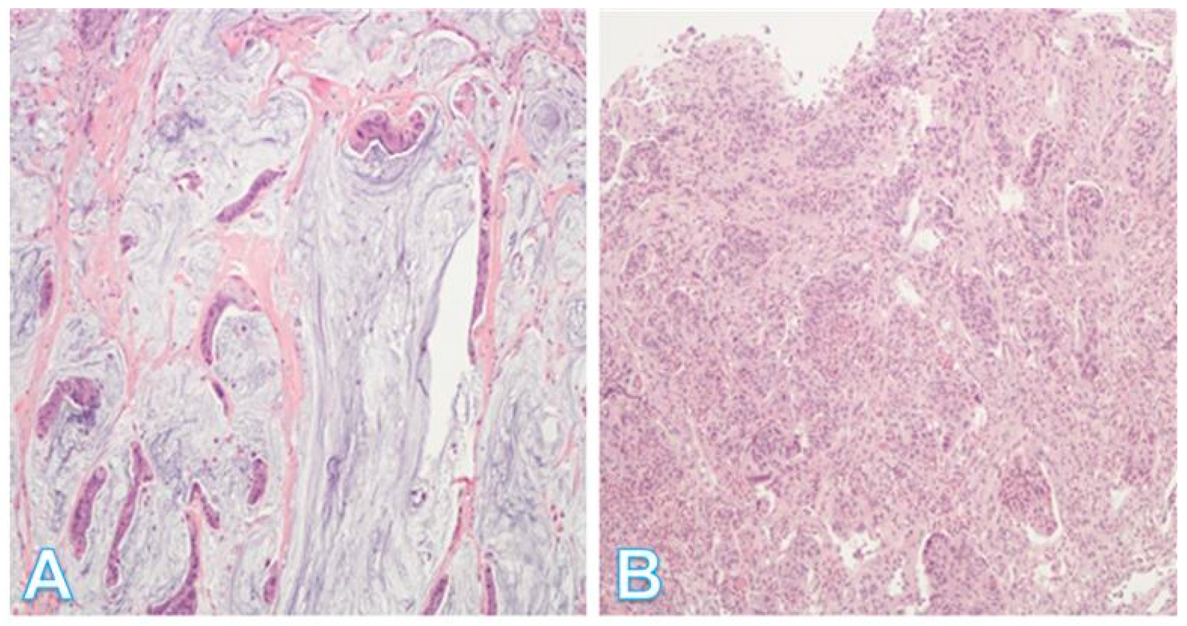 Pathophysiology 32 00052 g012 Pathophysiology 32 00052 g012