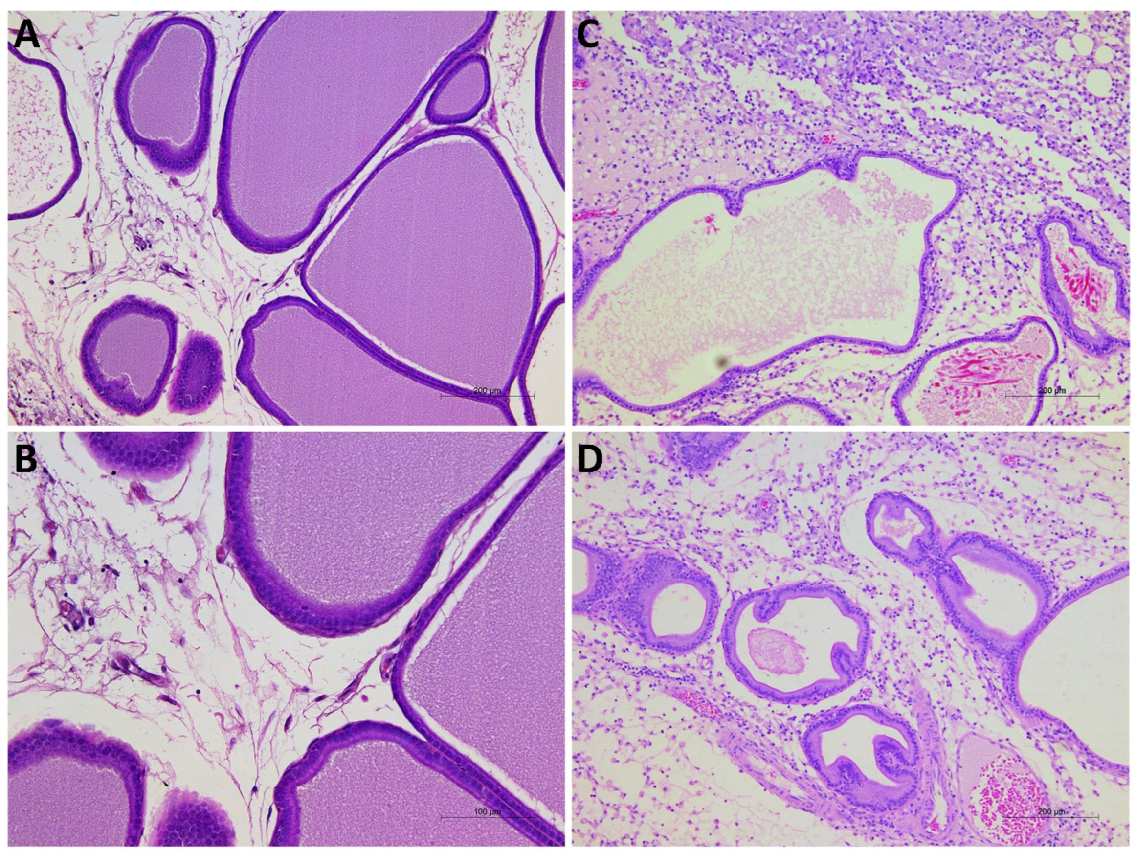 Pathophysiology 32 00053 g009