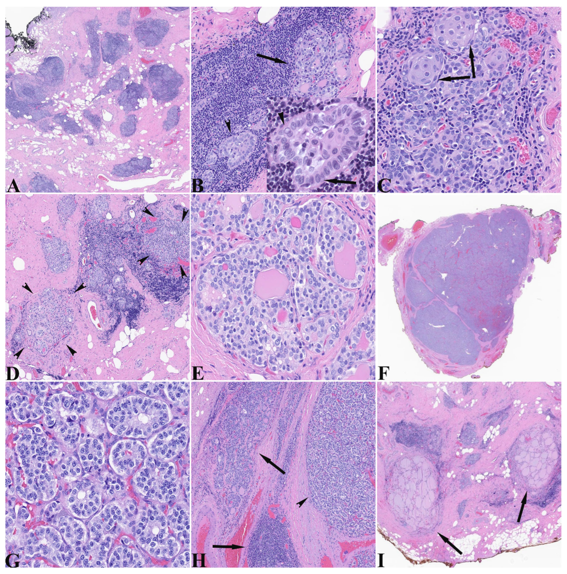 Pathophysiology 32 00056 g001