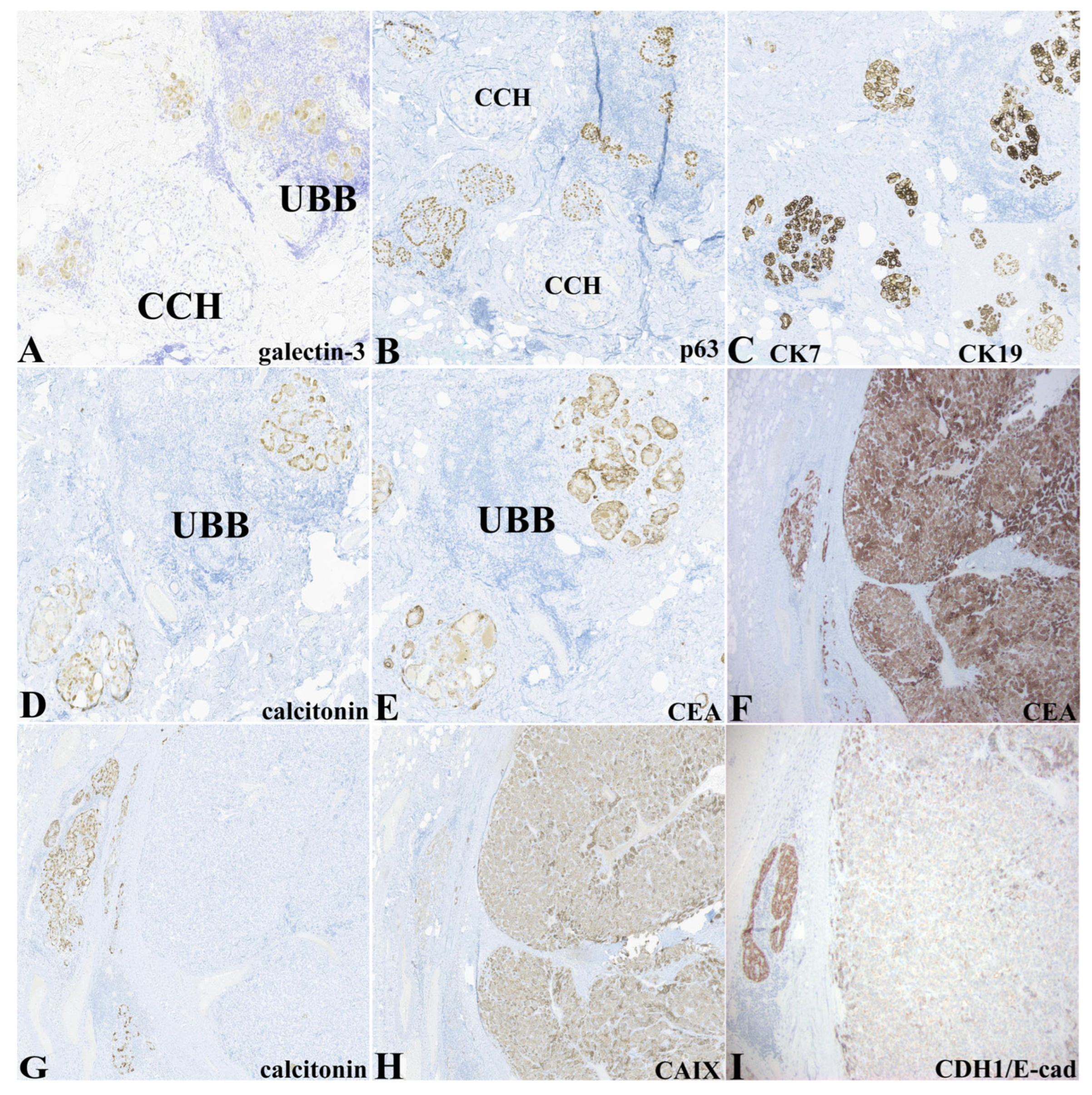Pathophysiology 32 00056 g002