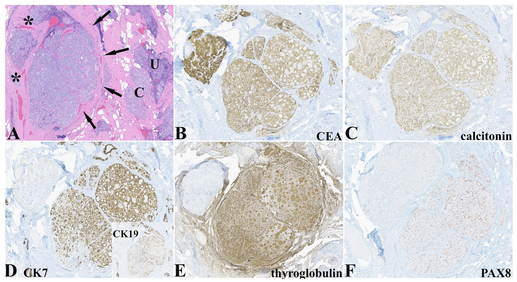 Pathophysiology 32 00056 g003