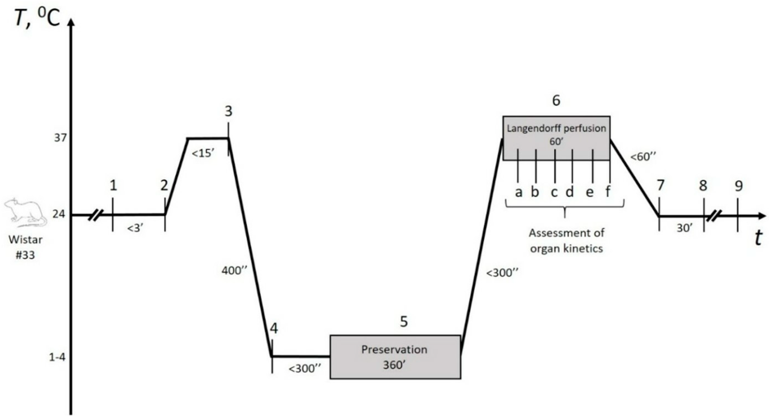Pathophysiology 32 00058 g002