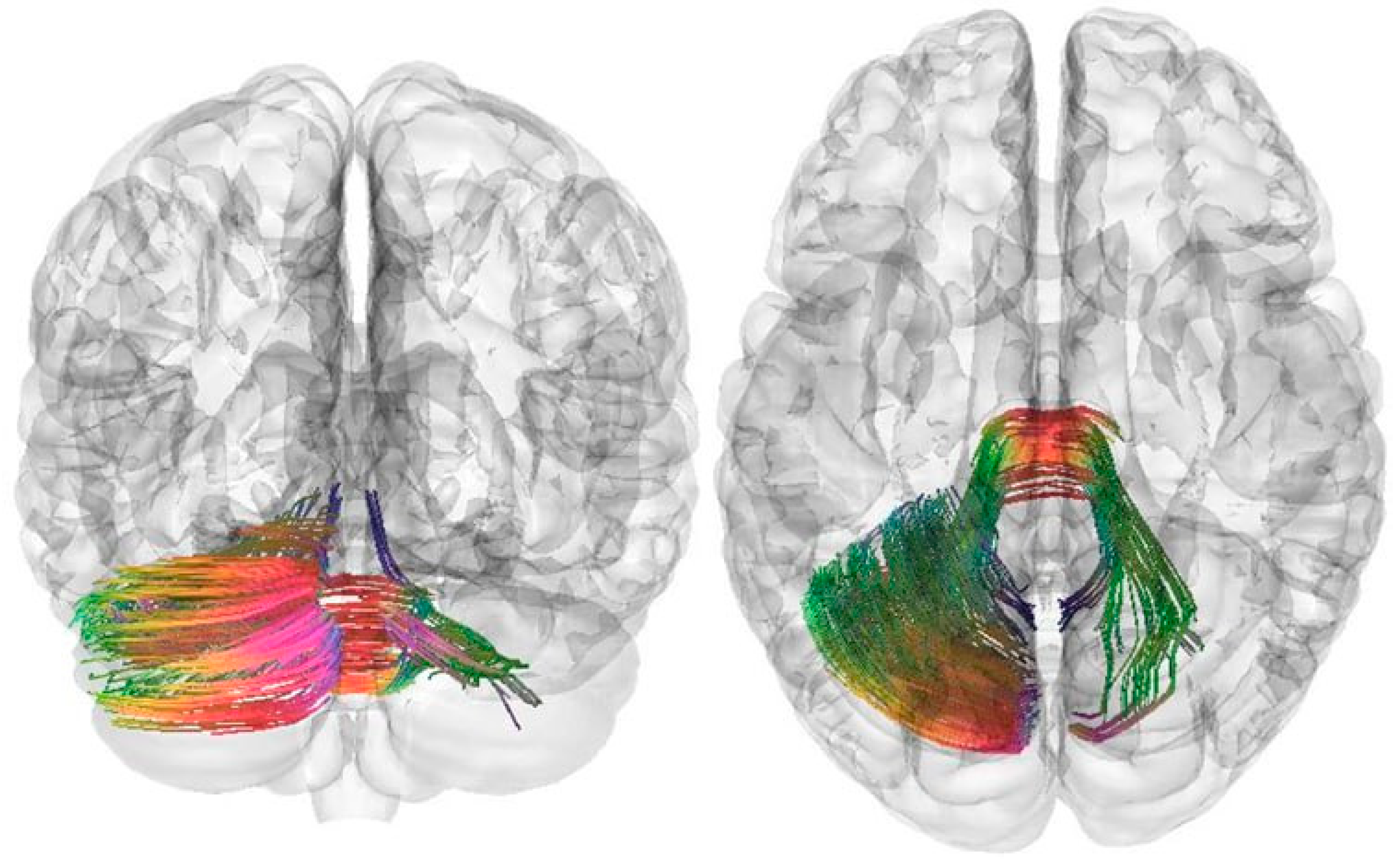 Pathophysiology 32 00063 g001