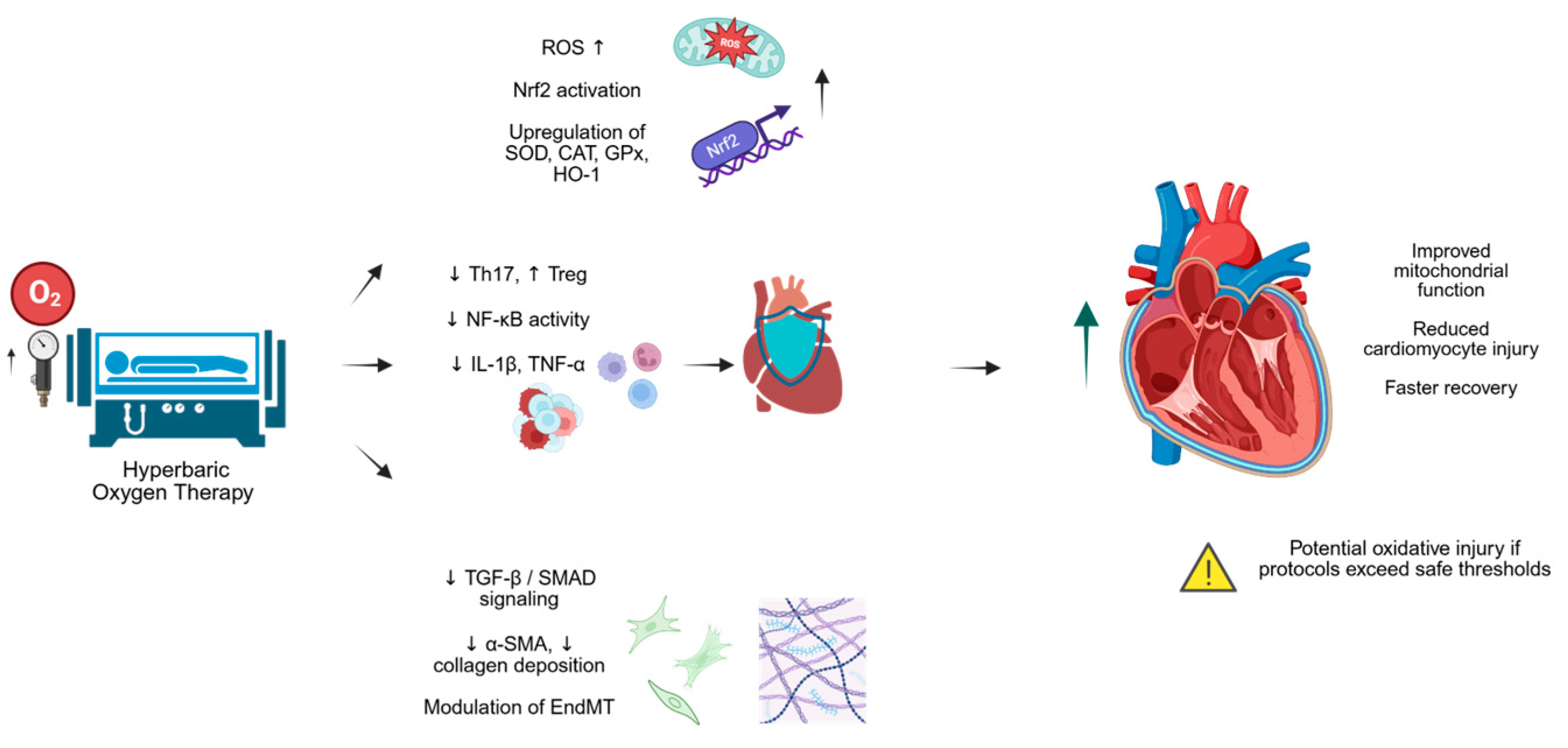 Pathophysiology 33 00018 g002