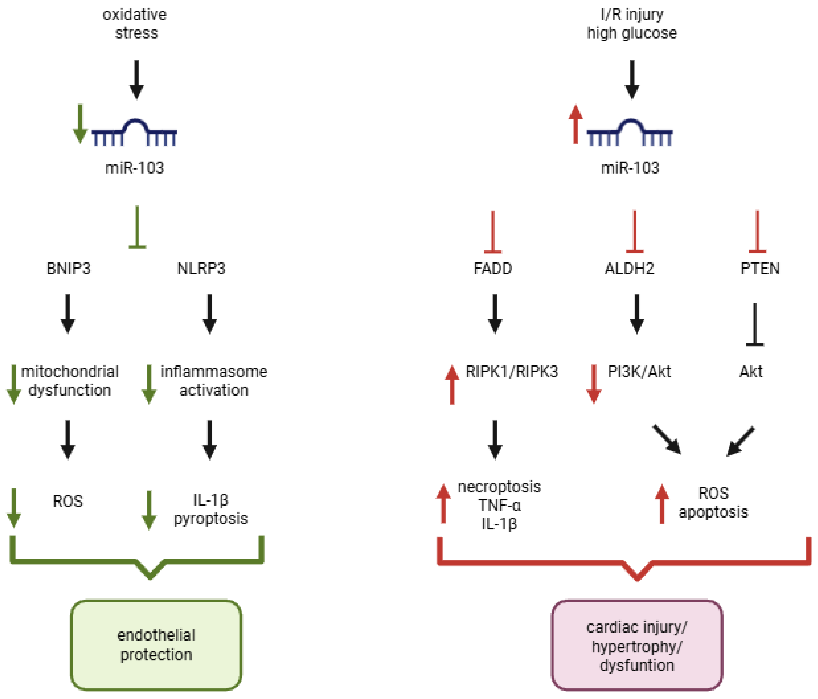 Pathophysiology 33 00064 g002